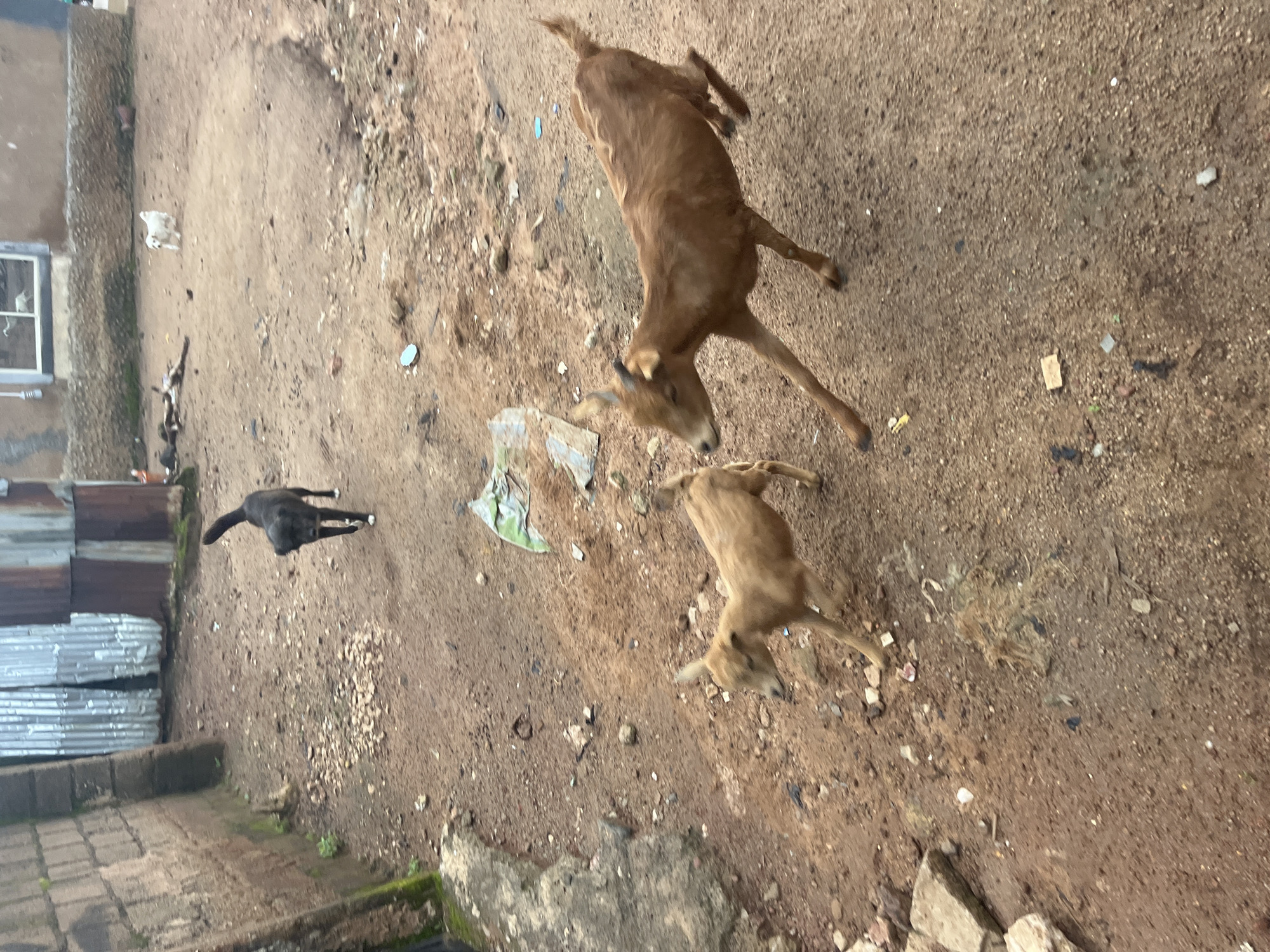 The image shows an outdoor scene in a dusty, unpaved area, likely a yard or alley, in Jos, Nigeria. In the foreground, two light brown goats are running, one slightly ahead of the other. The goat on the right is in mid-jump, its legs extended. Behind the goats, a black dog is walking away from the camera. Further in the background, a small white dog is visible near a building. The environment appears somewhat neglected, with scattered debris and patchy vegetation. The background includes a brick wall on the left and corrugated metal structures on the right, suggesting a semi-urban or rural setting within Jos.