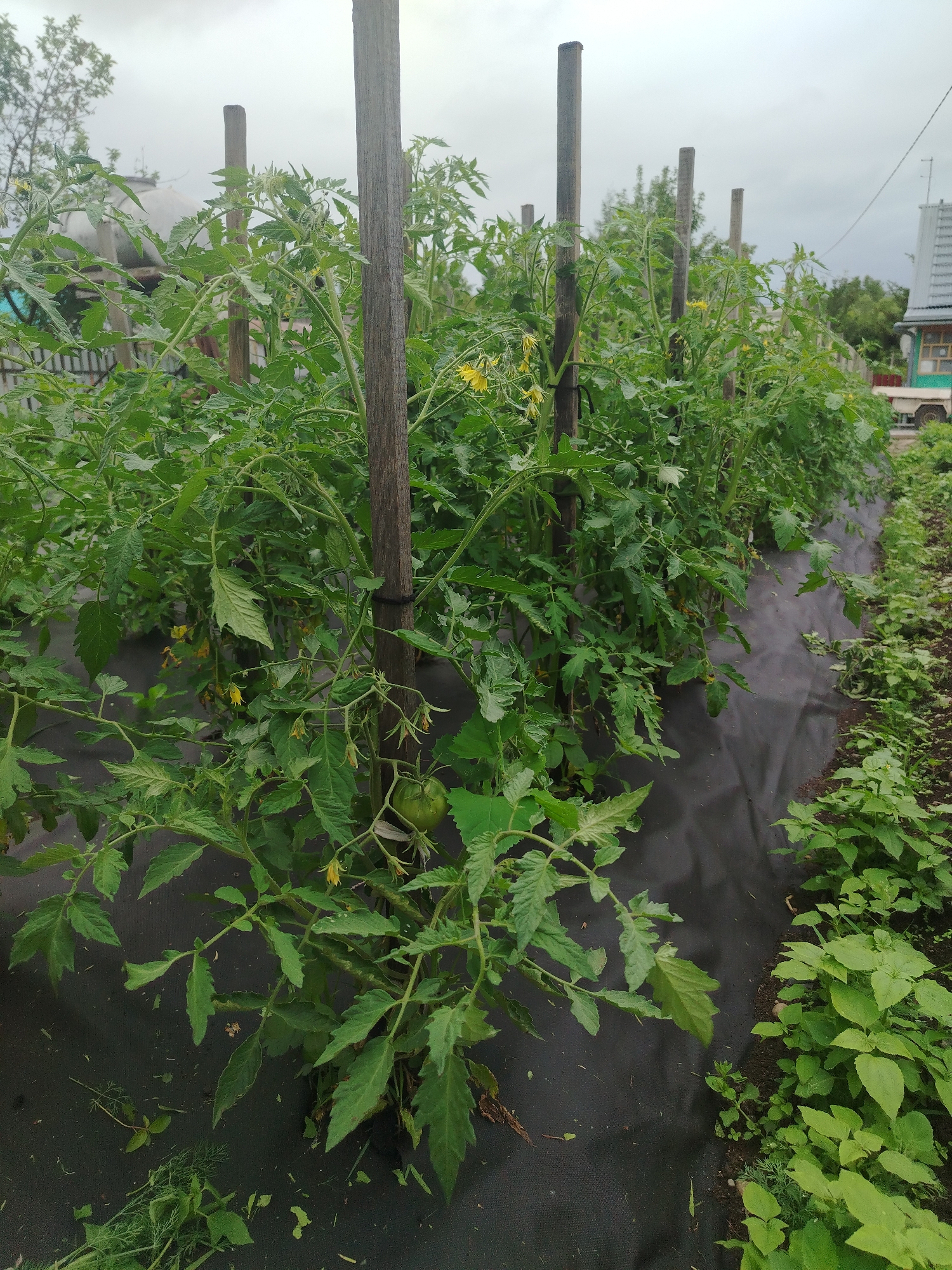 A garden bed of tomato plants is shown in the city of Svyatogorye, Russia. The plants are supported by wooden stakes and are growing in a row. A black landscape fabric covers the ground around the plants, which appear to be healthy and are bearing fruit and flowers. In the background, a building with a grey roof and some trees are visible. The sky is overcast.