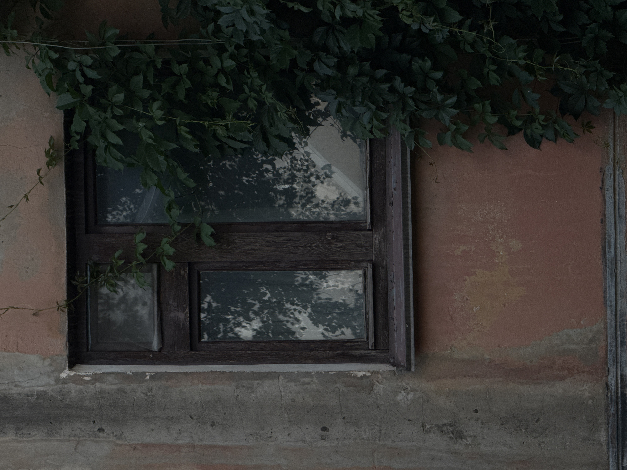 The image shows a close-up of an old, weathered window on the side of a building in Staryi Aidar, Ukraine. The window has a dark wooden frame and is divided into two panes. The glass is partially obscured by a dense growth of dark green ivy that wraps around the right side of the frame and extends upwards along the wall. The wall itself is a textured mix of rough gray plaster on the left and a faded reddish-orange plaster on the right, showing signs of age and wear with visible cracks and discolorations. The reflections in the window panes show dappled light and the silhouettes of tree branches, suggesting an outdoor setting with foliage nearby. The overall impression is one of decay and the persistent reclaiming of man-made structures by nature. There are no people or animals visible in the frame.