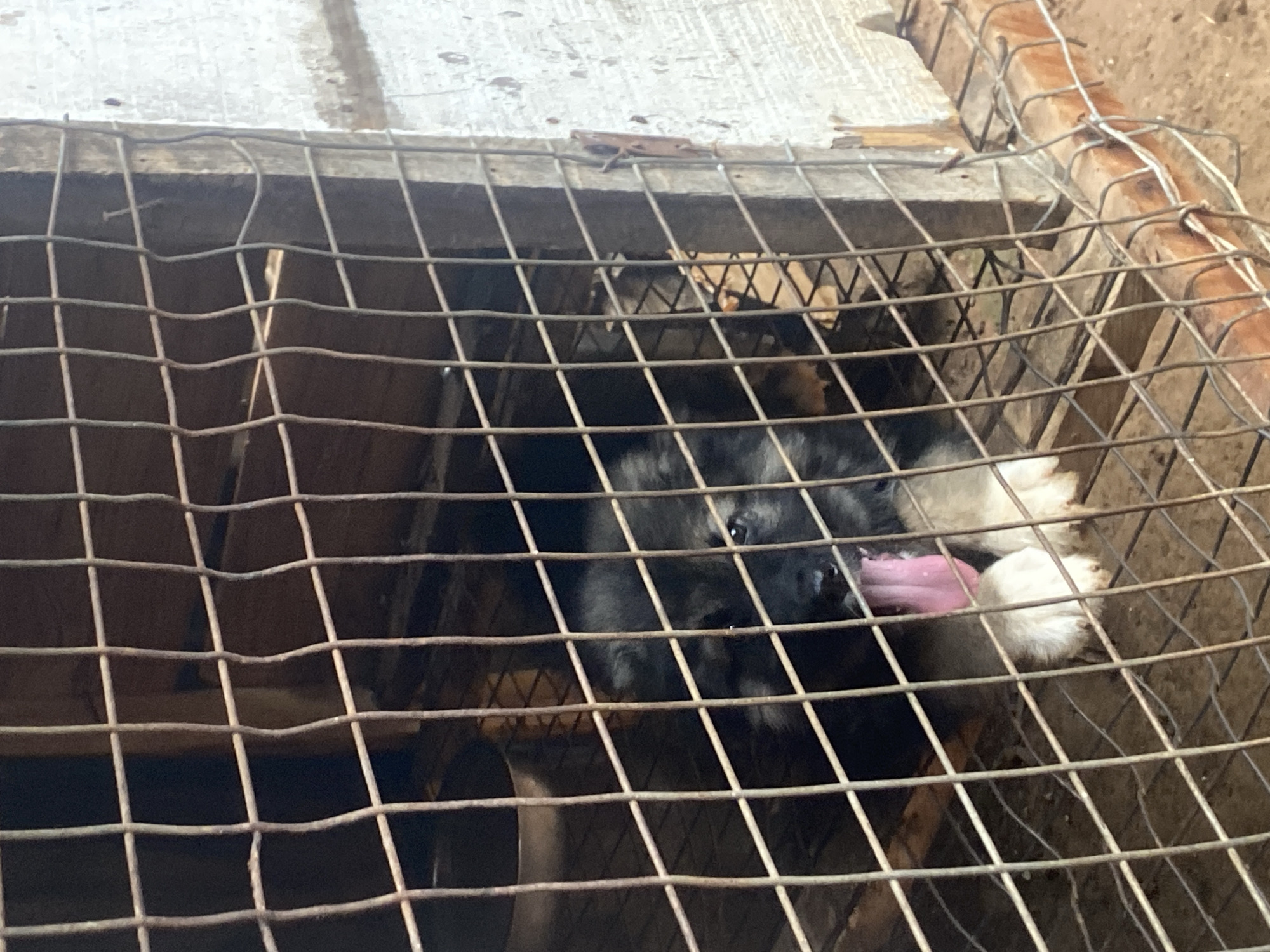 The image displays a young dog, likely a puppy, enclosed within a wire mesh cage. The dog, with dark fur and notable white markings on its chest and paws, has its pink tongue extended through the wire, possibly licking it or panting. Its eyes are visible, peering out from the cage.
The cage itself appears to be of rustic construction, made from bent wire mesh and wooden beams. Above the cage, there's a light-colored surface, possibly concrete or wood, and in some areas, a dirt ground is visible within and around the enclosure. The lighting suggests it is daytime. The scene depicts an animal enclosure or kennel, located in Bukuru, Nigeria. There is no visible text in the image.