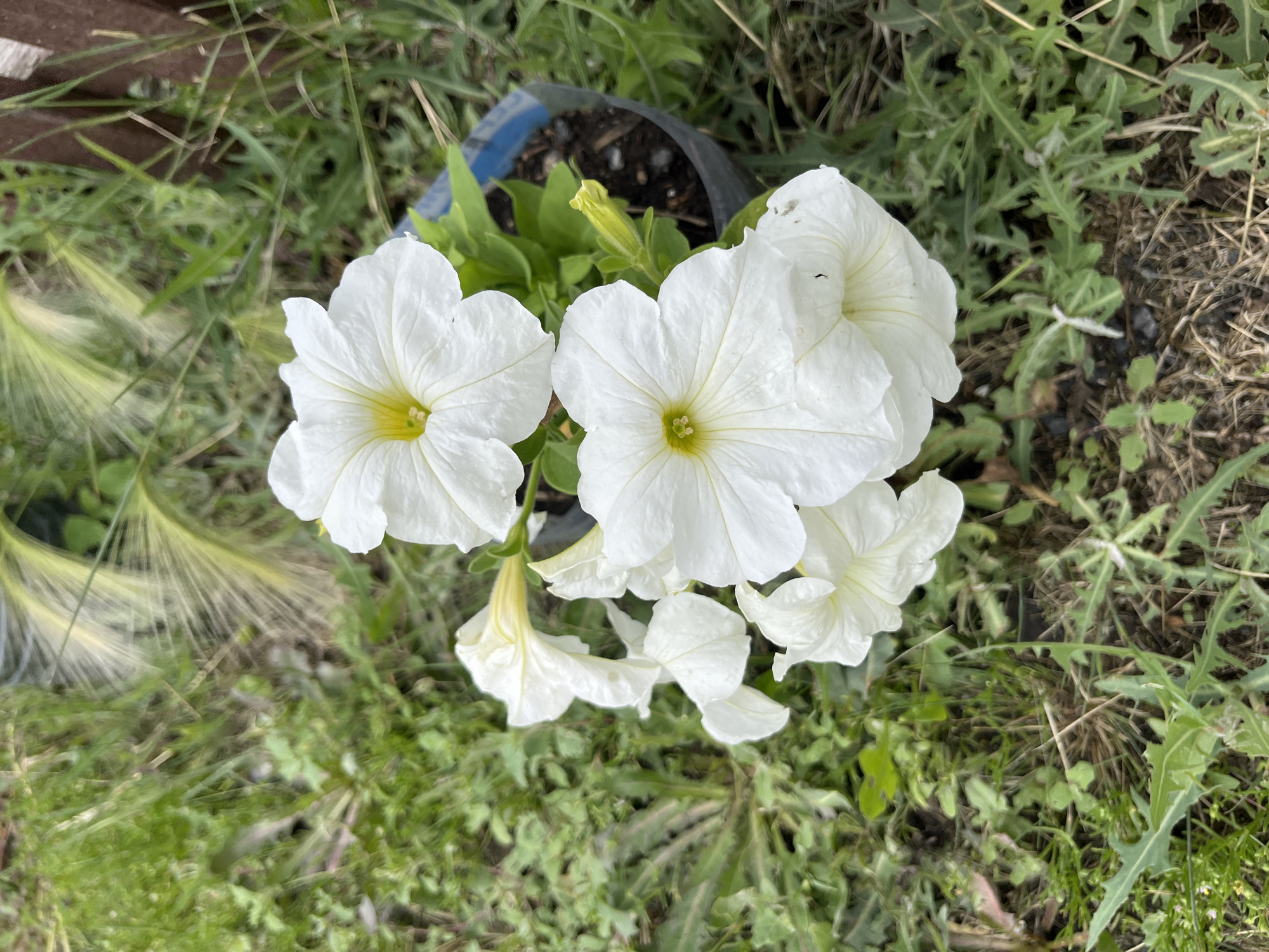 This media file is a high-angle, close-up shot of a cluster of white petunias in bloom, situated in a garden or outdoor setting. The flowers are the primary subjects, with their large, trumpet-shaped petals and yellow centers clearly visible. Some of the petunias are fully open, while others are still developing buds, indicating a healthy plant in its blooming phase.
The flowers are growing out of a dark plastic pot, which is partially visible and contains soil. The pot is surrounded by a dense ground cover of green grass and some dry, brown foliage, suggesting an outdoor environment. In the upper left corner, a blurred wooden surface is present, possibly part of a fence or planter box, providing a hint of the garden's structure. The overall scene conveys a sense of natural beauty and growth.
The lighting appears to be natural daylight, casting soft shadows and highlighting the delicate texture of the petals. There are no people visible in the image. The setting appears to be a garden or backyard in the Тимирязев ауылдық округі, Kazakhstan. The image captures a serene moment in nature, focusing on the simple elegance of the blooming petunias. There is no visible text in the image.