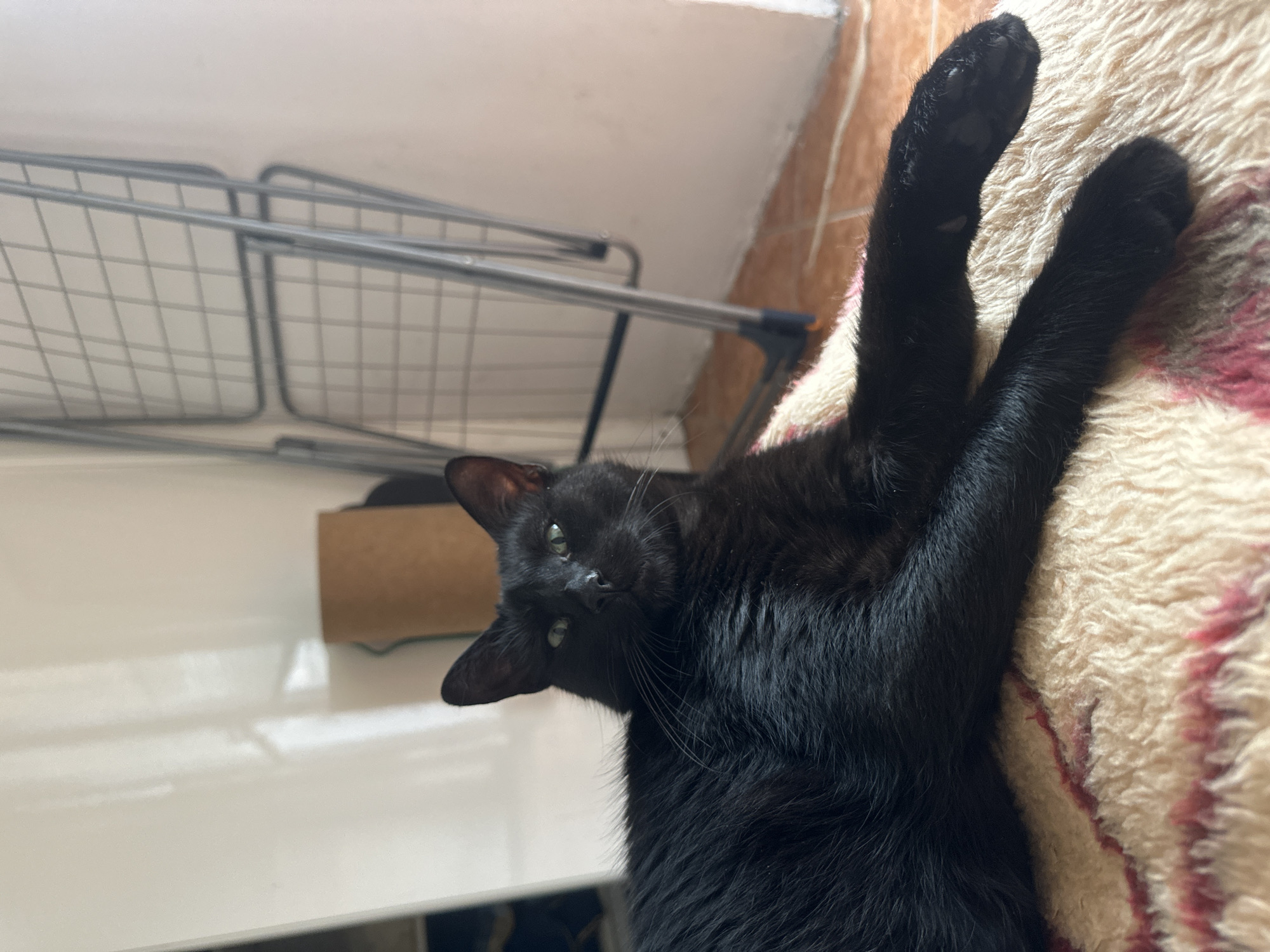 A black cat lies on a patterned blanket. The cat's front paws are extended upwards. A clothes drying rack is visible in the background. The location is inferred to be Budva, Montenegro, but there is no direct evidence within the image to confirm this.