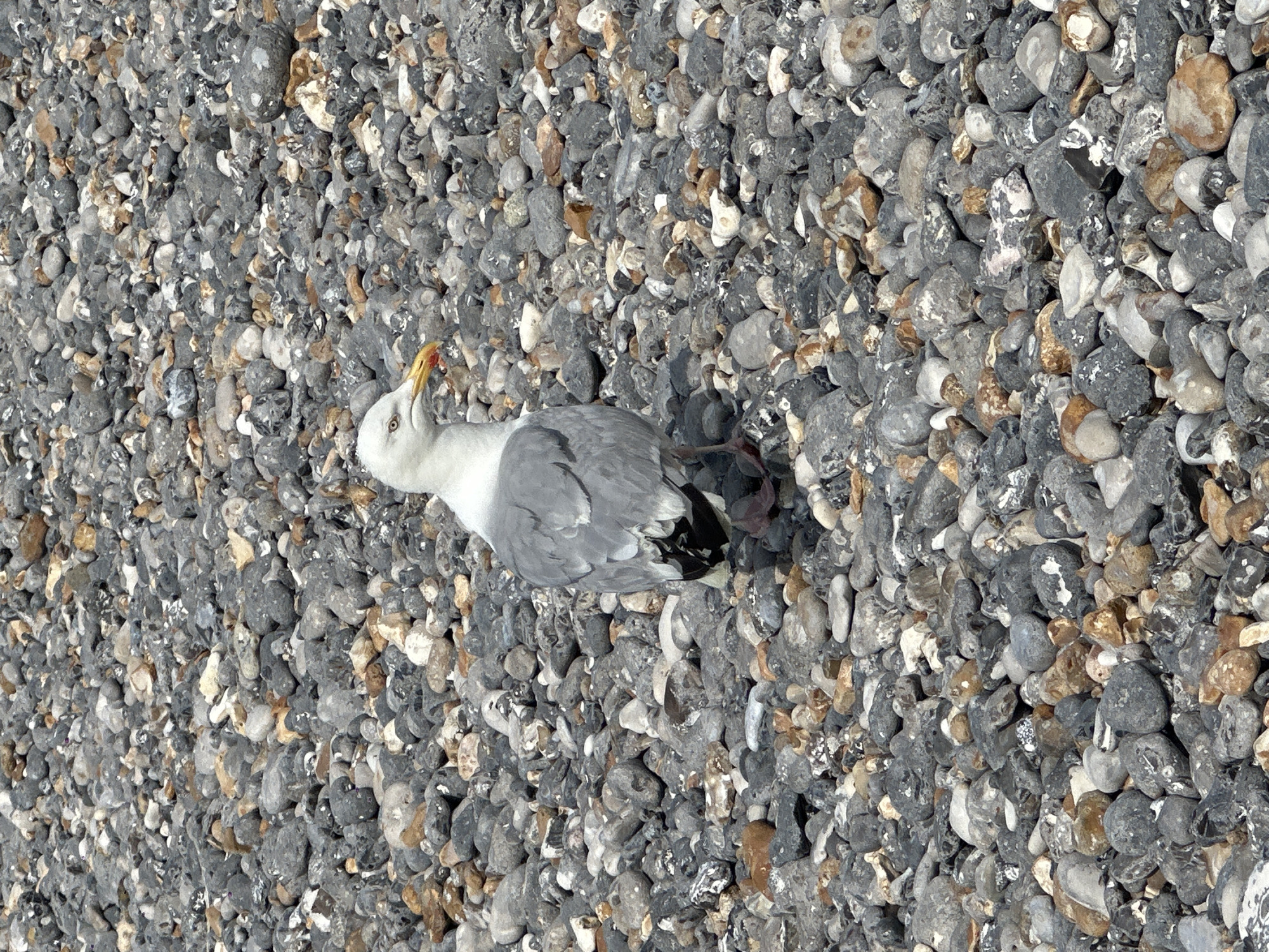 A single seagull stands on a pebble beach. The bird is facing left, with its head turned slightly towards the viewer. Its plumage is predominantly white and gray, with a yellow beak and reddish markings around its eyes and beak. The beach is covered in an assortment of gray, white, and brown pebbles of various sizes. The scene is likely captured on the coast of Dieppe, France, a city known for its shingle beaches.
