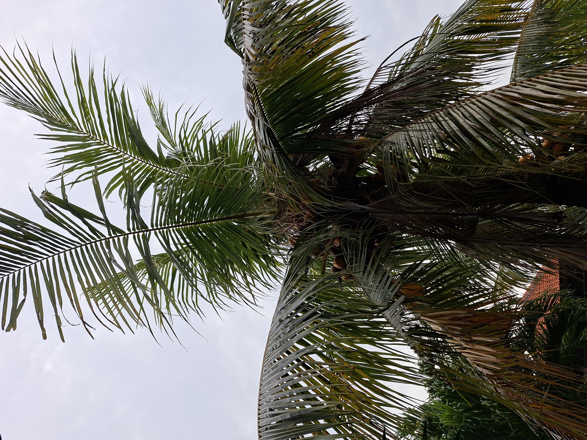 The image provides an upward view into the dense crown of a palm tree, likely a coconut palm given the visible coconuts. The sky above is overcast and light grey, serving as a bright, diffused backdrop. Numerous long, slender palm fronds, ranging in color from vibrant green to darker, more mature hues with hints of yellowing and brown at their tips, crisscross the frame. Some fronds appear healthy and lush, while others show signs of natural wear or drying.
Clusters of dark, round coconuts are nestled among the fronds, primarily visible in the upper right and central parts of the tree's crown. The perspective is from directly below the tree, emphasizing its height and the intricate patterns formed by its leaves against the sky. The even, soft light indicates an overcast day, without direct sunlight.
In the background on the right side, partially obscured by the palm leaves, a glimpse of a building with a reddish-brown tiled roof can be seen, suggesting human presence within the natural setting. Additional green foliage is visible below and to the right of the main palm tree, contributing to a lush, tropical environment. No specific activity or events are taking place, and no visible text is present. The scene captures a typical view in a tropical location, such as Kuta Selatan, Indonesia.