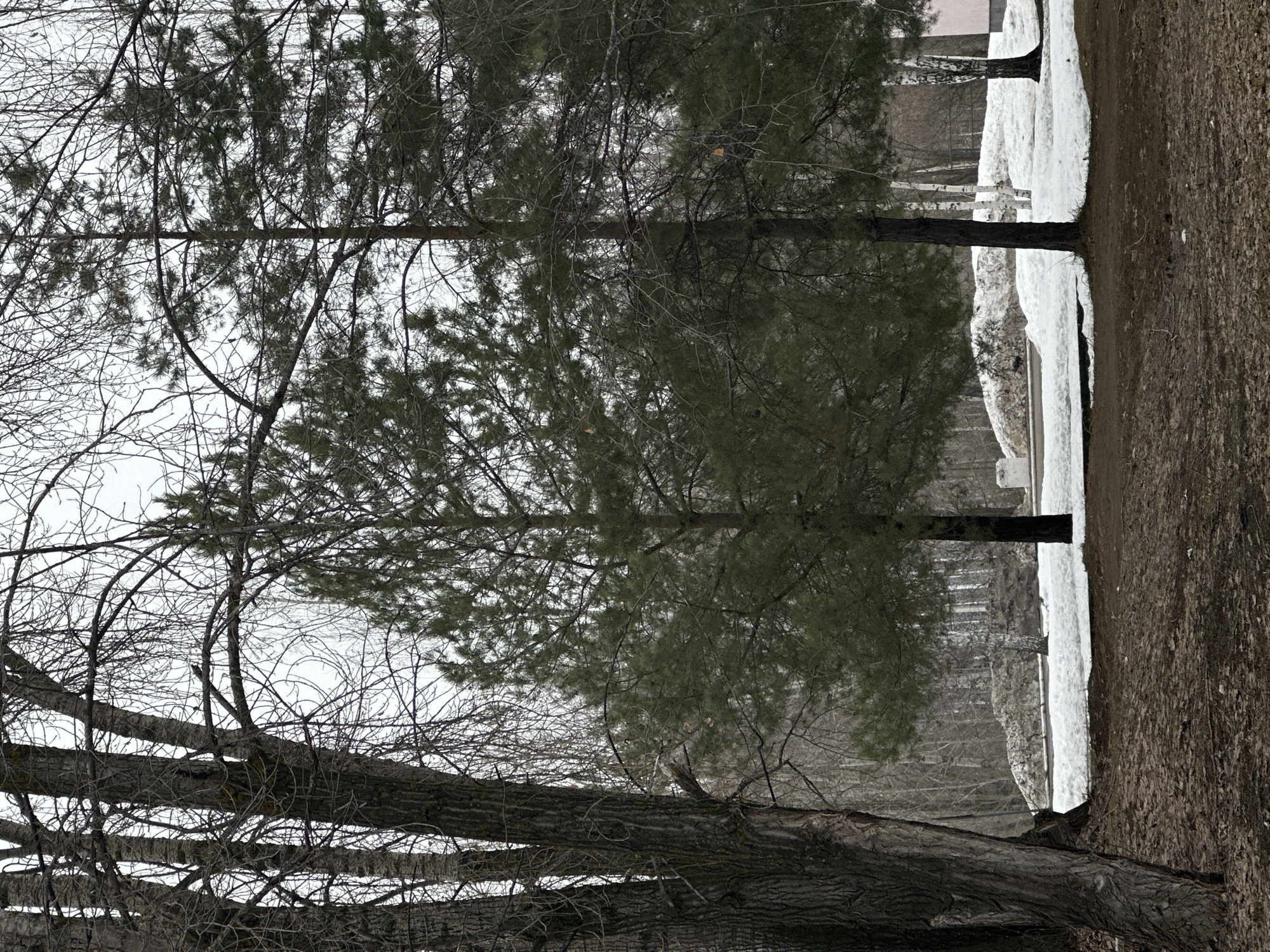 The image depicts a winter scene in what is likely a park or wooded area in Chaikovsky, Russia. The foreground features bare deciduous trees with thick, textured bark and intertwined branches devoid of leaves. Behind these, several evergreen trees with dense foliage stand tall. Patches of snow are visible on the ground, separating a grassy area from a dirt path or clearing. The sky is overcast, creating a muted light. A building or structure with a light-colored facade is visible in the distant background. The overall atmosphere is cold and wintry.