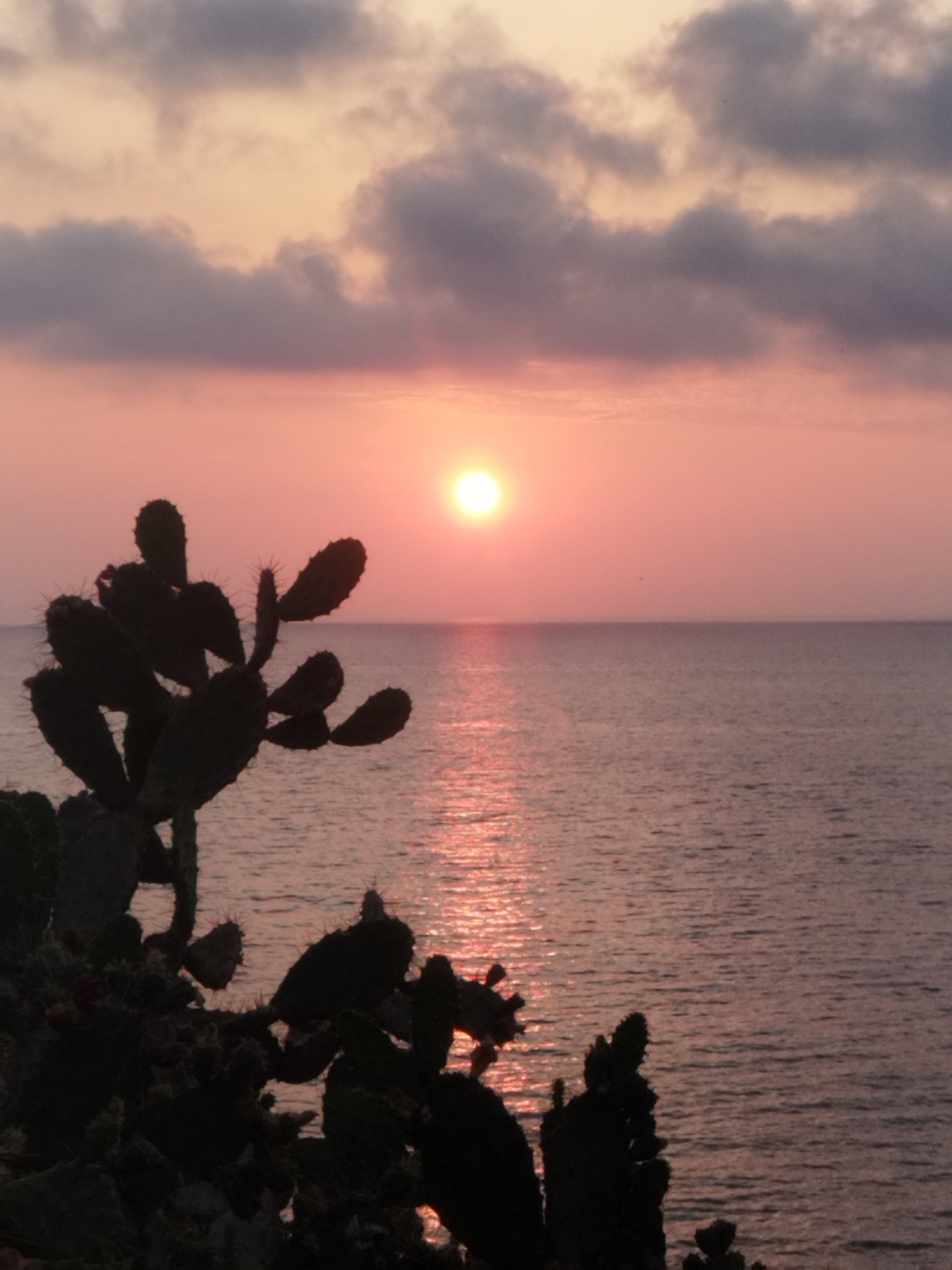 The image depicts a sunset over the Mediterranean Sea, viewed from a location in Antibes, France. In the foreground, silhouetted against the colorful sky, are several prickly pear cacti. The sun, a bright orb with a pinkish hue, is partially obscured by clouds, casting a shimmering reflection on the water. The sea is calm, with gentle ripples visible. The sky transitions from a pale yellow at the horizon to a soft pink and then a muted purple, with dark, textured clouds scattered across it. No people or specific landmarks of Antibes are identifiable in this scene.