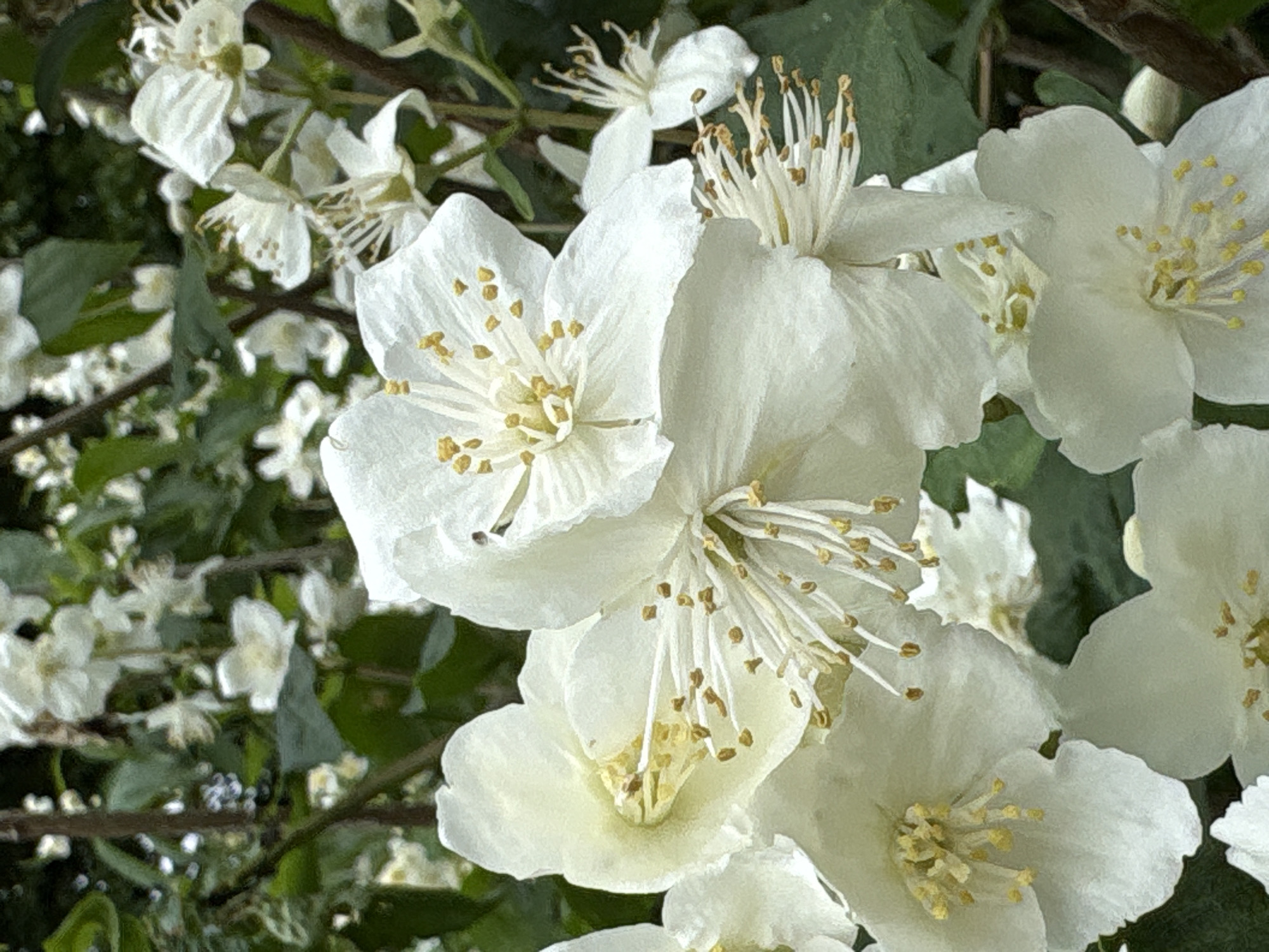 This is a close-up, eye-level, outdoor, natural light photograph of a cluster of white jasmine flowers in bloom. The flowers are the primary subject, with their delicate white petals and prominent yellow stamen clearly visible. The background consists of blurred green leaves and darker branches, suggesting a dense shrub or tree. The focus is sharpest on the flowers in the foreground, particularly the large blossom in the center and the one to its left. There are no people or man-made objects in the image. The scene is peaceful and natural, showcasing the beauty of the flowers. The photograph does not provide any information that would allow for its location to be determined within the city of Saint Petersburg, Russia, or any other specific location.