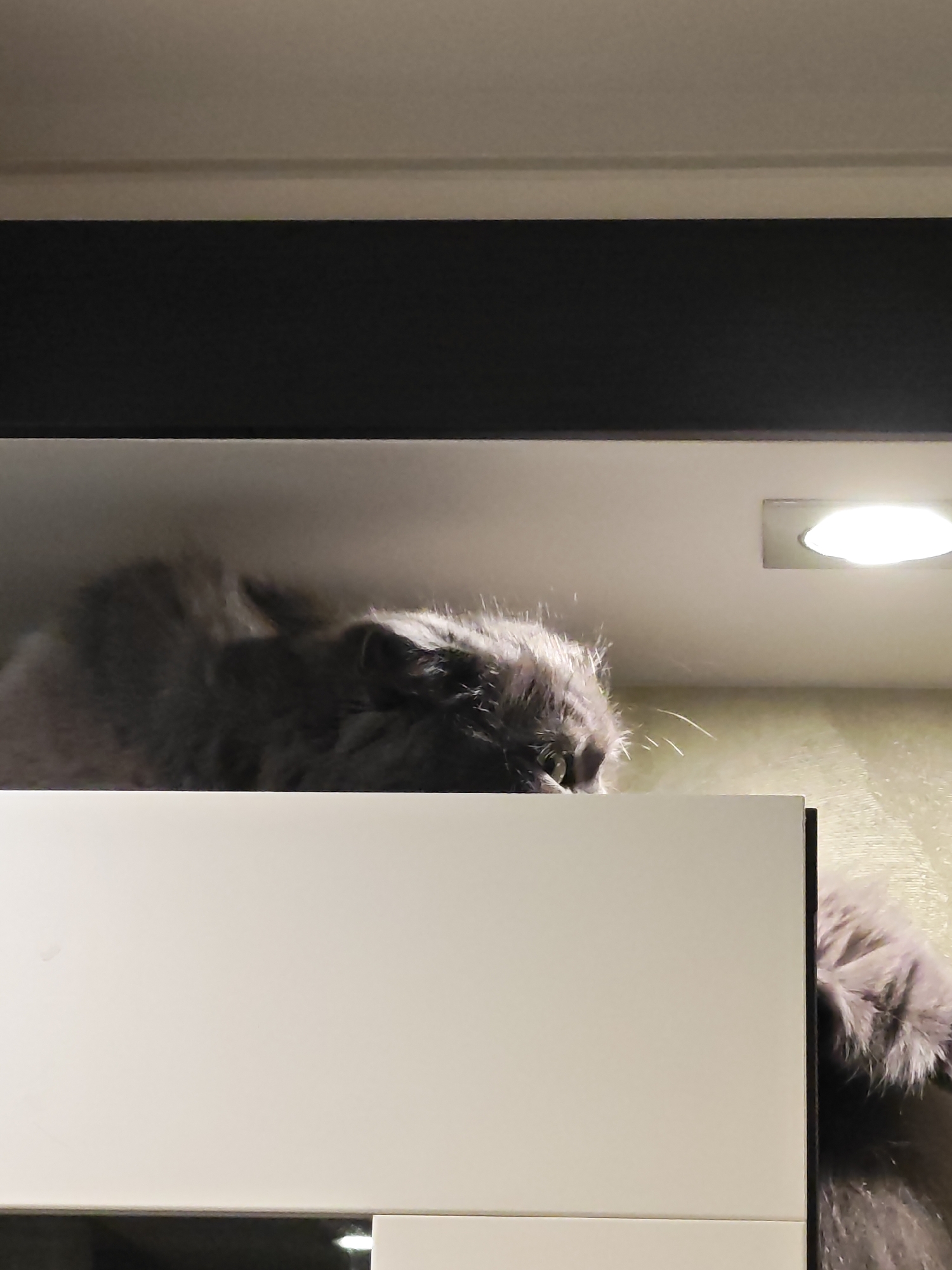 A fluffy, gray cat is nestled on top of a white cabinet, partially obscured by its own fur. The cat appears to be either sleeping or resting, with its body mostly hidden. Above the cabinet, a dark horizontal band runs across the top of the image, suggesting a shelf or the top of a piece of furniture. To the right of the cat, a rectangular light fixture illuminates the ceiling, which has a textured yellow wallpaper behind it. The scene is indoors, with the cabinet likely located in a residential setting in Bataysk, Russia.