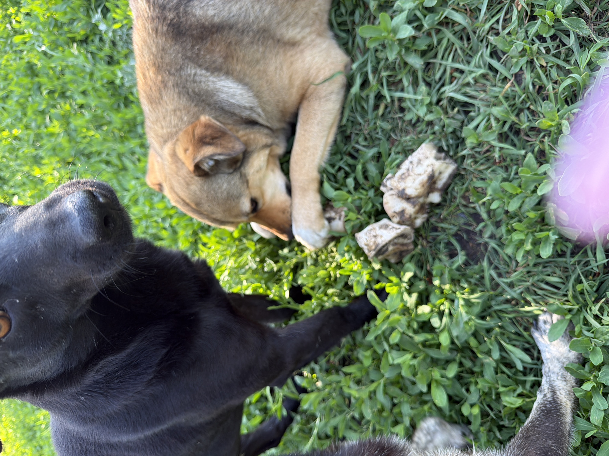 The image shows two dogs in a grassy area. One dog is light brown and lying down, chewing on a bone. The other dog is black and standing near the bone. The location is Leningradskaya, Russia.
