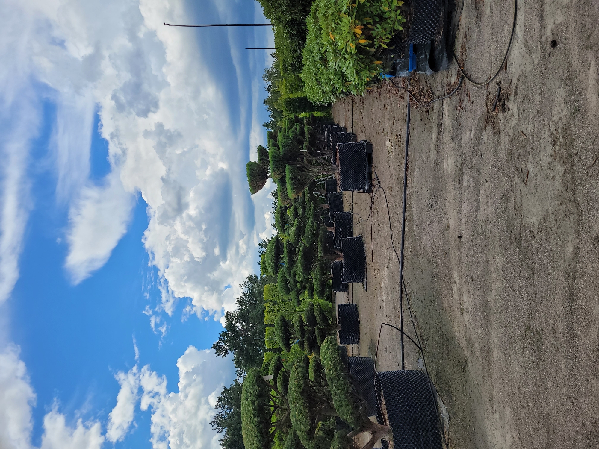 The image shows a nursery with several potted trees, many of which are sculpted into decorative shapes. The trees are arranged in rows on a gravelly surface. The background consists of more trees and a cloudy blue sky. There are black mesh containers holding the trees, and irrigation lines are visible on the ground. The lighting suggests it is daytime.