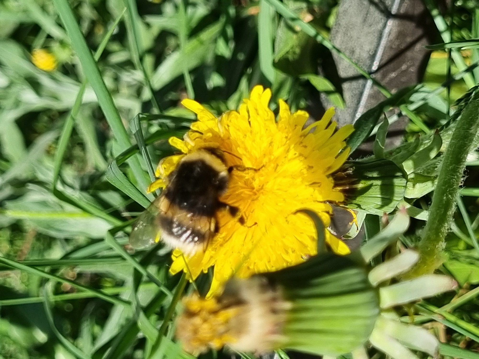 A close-up captures a bumblebee resting on a vibrant yellow dandelion flower amidst green grass and foliage. The background hints at a possible urban environment, indicated by what appears to be a section of a gray fence or structure. The image, taken during daylight under natural sunlight, shows the bumblebee's fuzzy body in detail. The flower is in full bloom, and another dandelion flower is visible in the lower right, still in the bud stage. No people are present in the frame. The location is specified as the city of Chaikovsky, Russia.