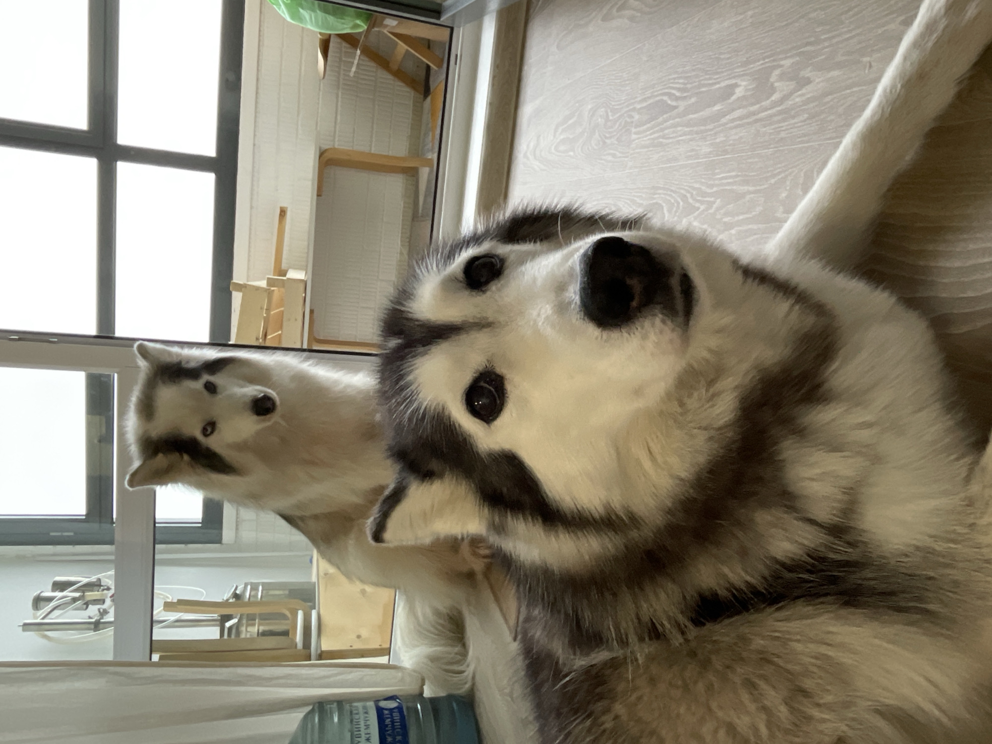 Two Siberian Huskies are indoors. One is in the foreground with a close-up of its face. The other is in the background and its face is partially visible. A window is in the background, along with some furniture. A water bottle is in the lower left corner. The floor is wood. The image does not suggest the location of Izhevsk, Russia.