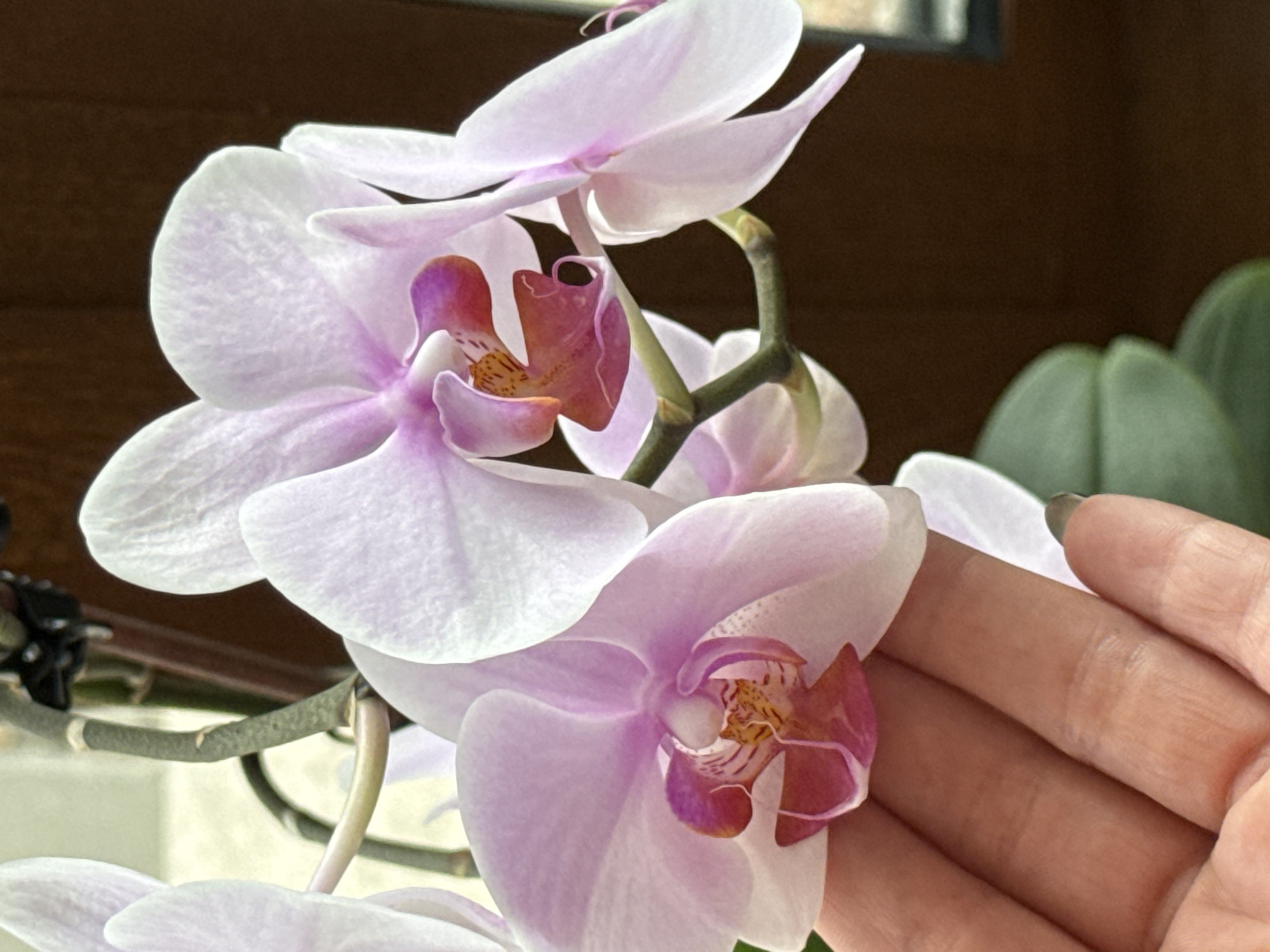 The image shows a close-up of a hand gently touching a cluster of light pink orchids. The orchids have delicate petals with darker pink and yellow markings in their centers. The background is softly blurred, with a hint of green foliage and a dark brown surface, possibly a wooden window frame or furniture. The lighting suggests an indoor setting. There is no indication of the location being in Stara Zagora, Bulgaria, or any urban environment. The focus is entirely on the interaction between the hand and the flowers.