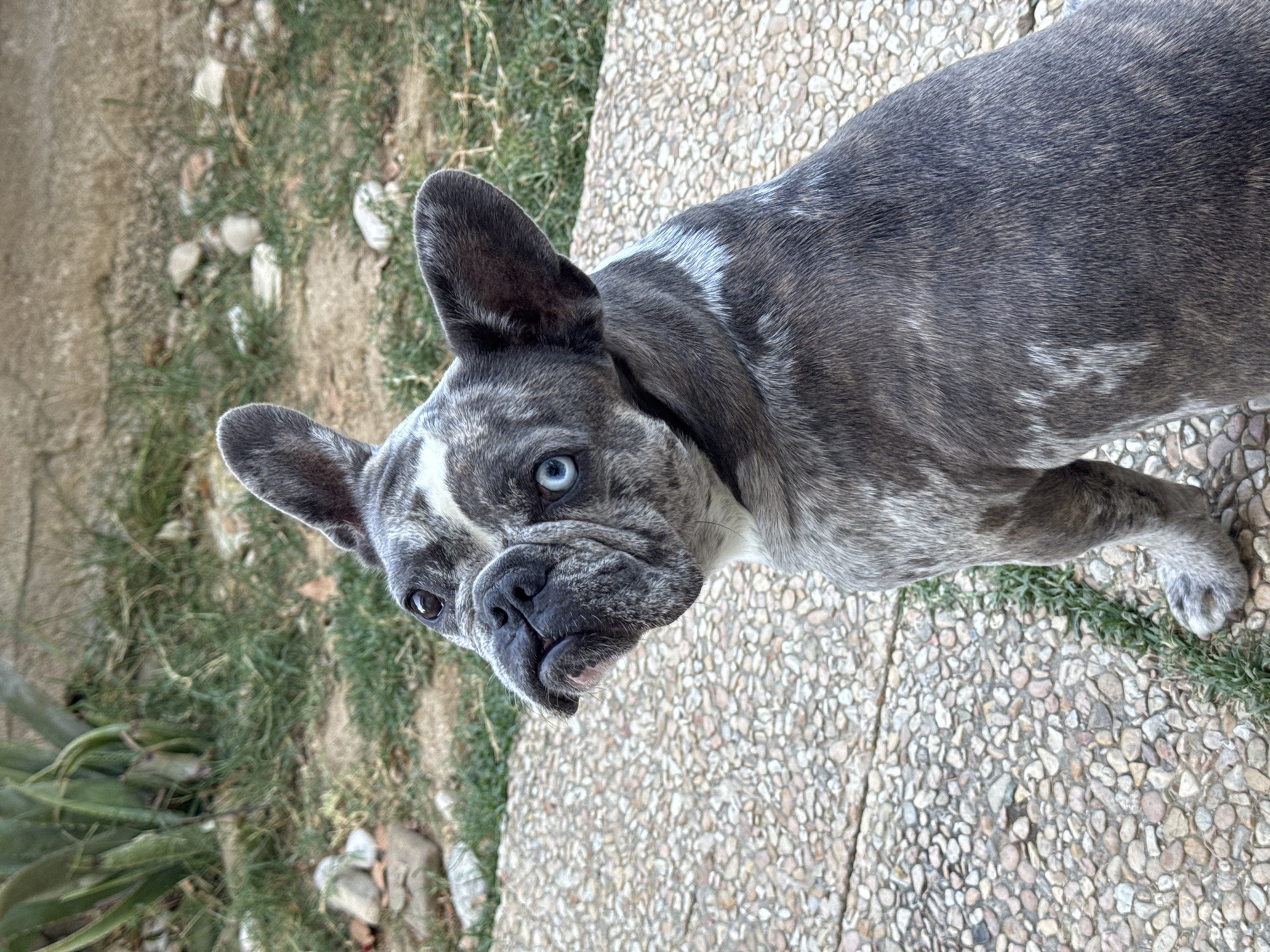 A brindle French bulldog with heterochromia, one blue eye and one brown eye, is sitting on a textured stone patio. The dog is looking upwards and to the left of the frame. In the background, there is sparse green grass and some large plants, possibly aloe vera, with a concrete wall behind them. The lighting suggests it is daytime, with the sun casting soft shadows. The location is not San Benedetto del Tronto, Italy.