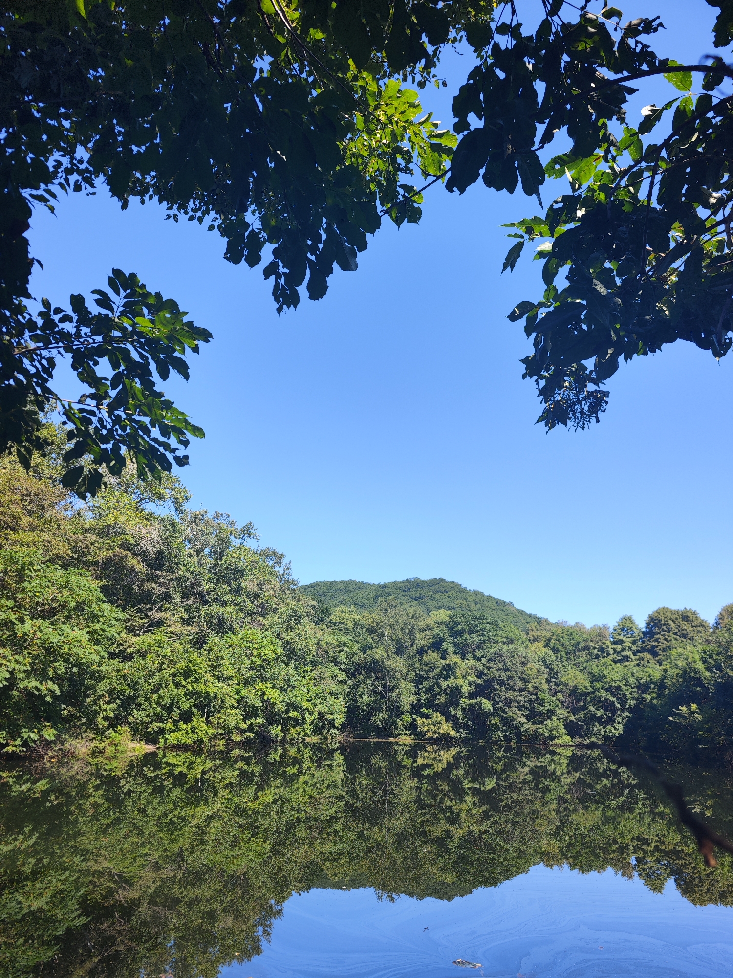 The image depicts a serene natural landscape, likely a park or forested area, with a body of water in the foreground. Lush green trees and foliage line the edge of the water, with a gentle hill covered in dense trees visible in the background. The clear blue sky dominates the upper portion of the image, with branches and leaves from overhead trees creating a natural frame. The water is calm and reflects the trees and sky, creating a mirrored effect. The scene is tranquil and appears to be captured on a sunny day. This scene could be found in one of Vladivostok's many green spaces, such as the S-56 Submarine Museum park or the numerous forested hills surrounding the city, which offer similar natural beauty and waterfront views.