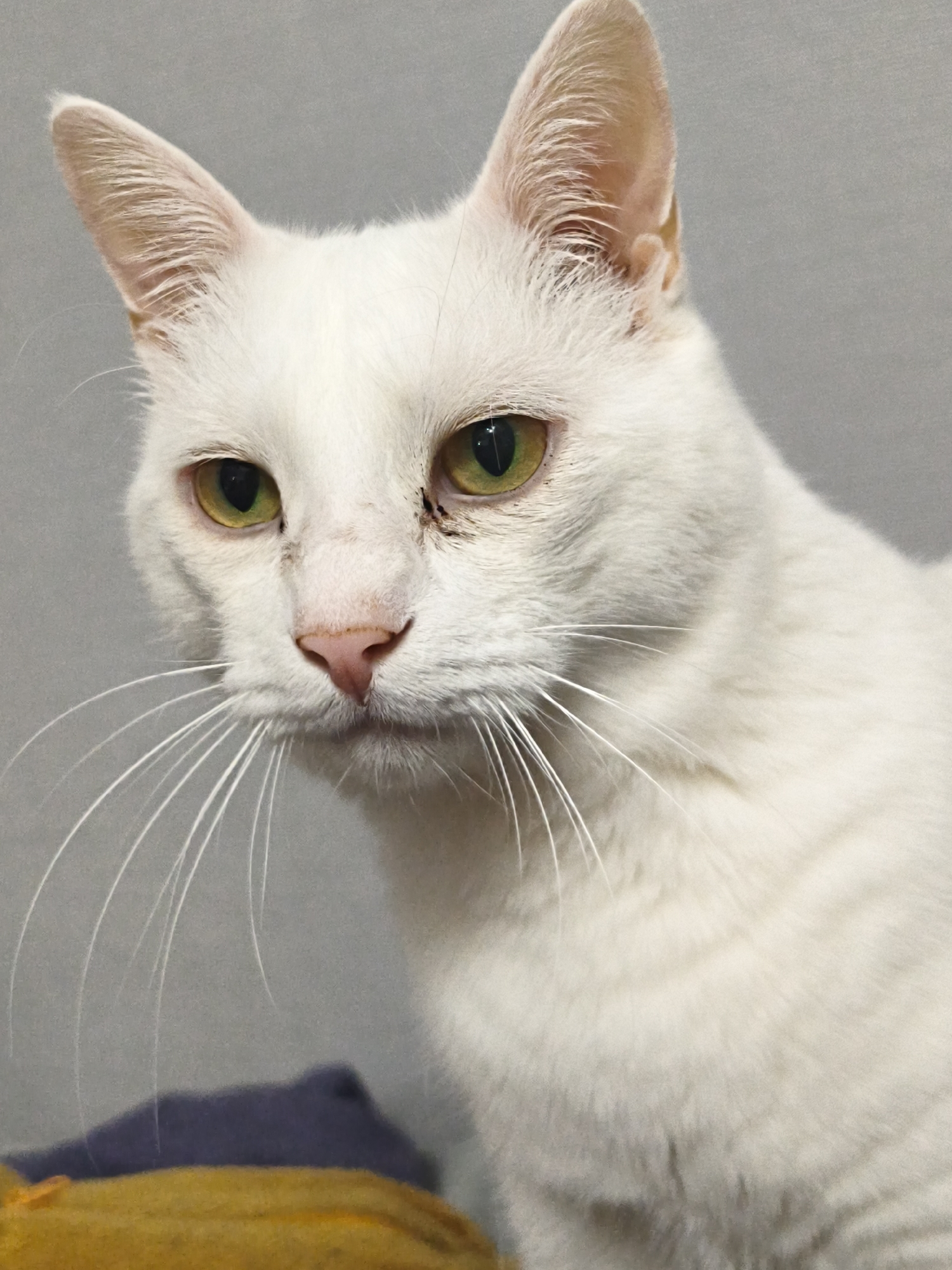 A close-up, well-lit photograph depicts a white domestic cat with light green eyes and a pink nose. The cat has long, white whiskers and some dark staining around its eyes. The background is a neutral gray. Part of a yellow and blue object is visible in the lower left corner of the image, slightly obscured. No evidence indicates this image was taken in Sevastopol, Ukraine.