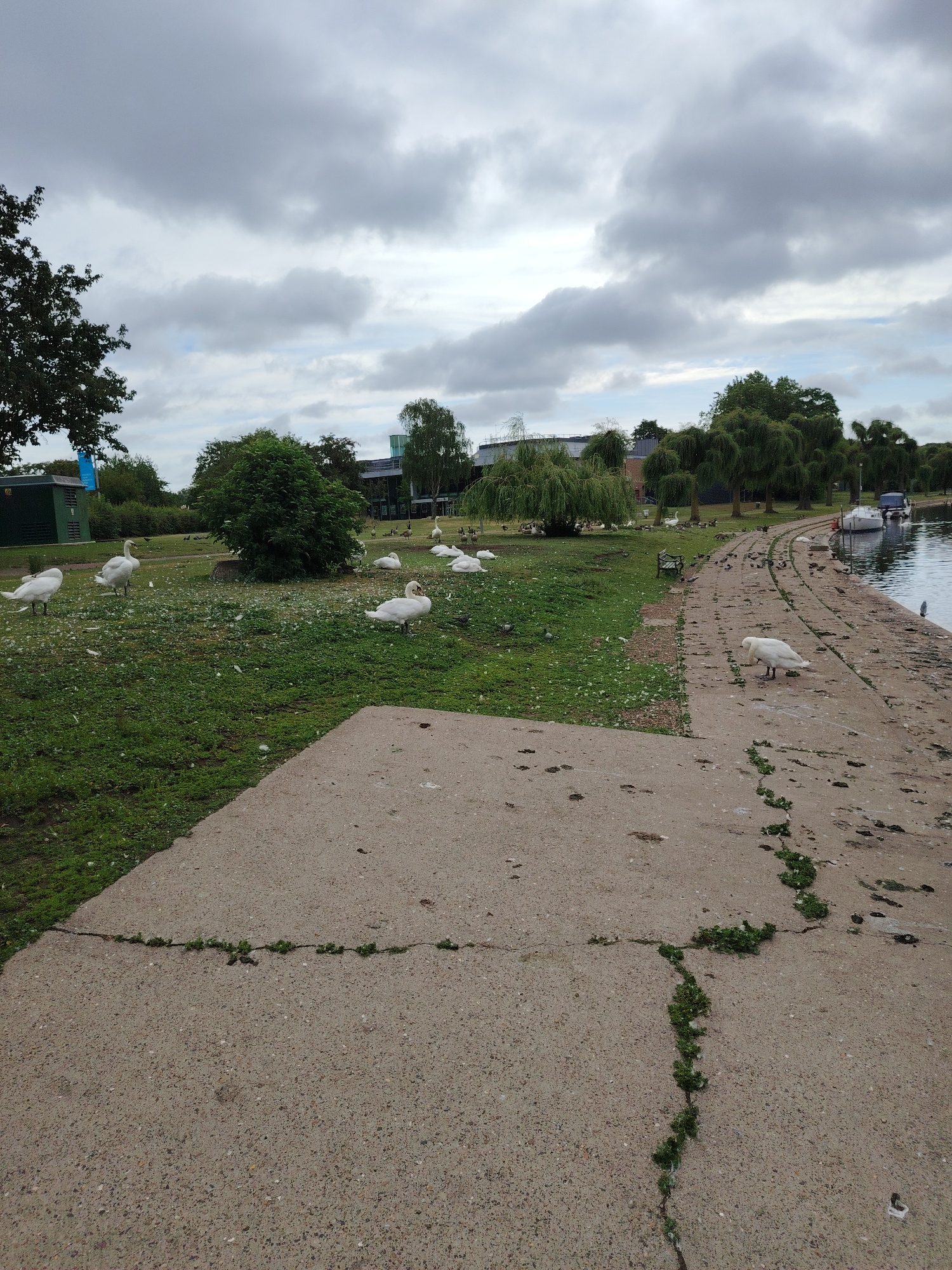 This image presents a riverside scene in Peterborough, United Kingdom, under an overcast sky.
The foreground is dominated by a light grey concrete path that runs from the lower left to the mid-right. This path exhibits multiple cracks, within which small green plants are growing. Scattered bird droppings and footprints are visible on the concrete surface.
To the left of the path, a large area of green grass extends into the mid-ground. This grassy expanse is extensively covered with scattered white feathers, indicative of a large avian population. Multiple white swans (approximately ten to fifteen) are distributed across this grassy area and along the edge of the concrete path. One swan is prominently positioned on the concrete path in the right mid-ground, with its head lowered, facing left. Several smaller, darker birds, including ducks, geese, and pigeons, are interspersed among the swans on both the grass and the path. A solitary grey heron is identifiable near the water's edge on the far right.
In the mid-ground, a dense, rounded green bush stands centrally on the grass. A dark green, rectangular shed is visible on the far left. A dark-colored park bench is situated on the grassy bank to the right, near the concrete path.
The background features a body of calm water, identified as a river, running along the far right edge of the frame. Two white leisure boats are moored alongside this riverbank. A line of deciduous trees, including several with drooping branches resembling willows, forms a green backdrop behind the grassy area. Beyond these trees, several modern buildings with dark roofs and large windows are partially visible. The sky is uniformly grey with layered cloud formations, suggesting a heavily overcast day.