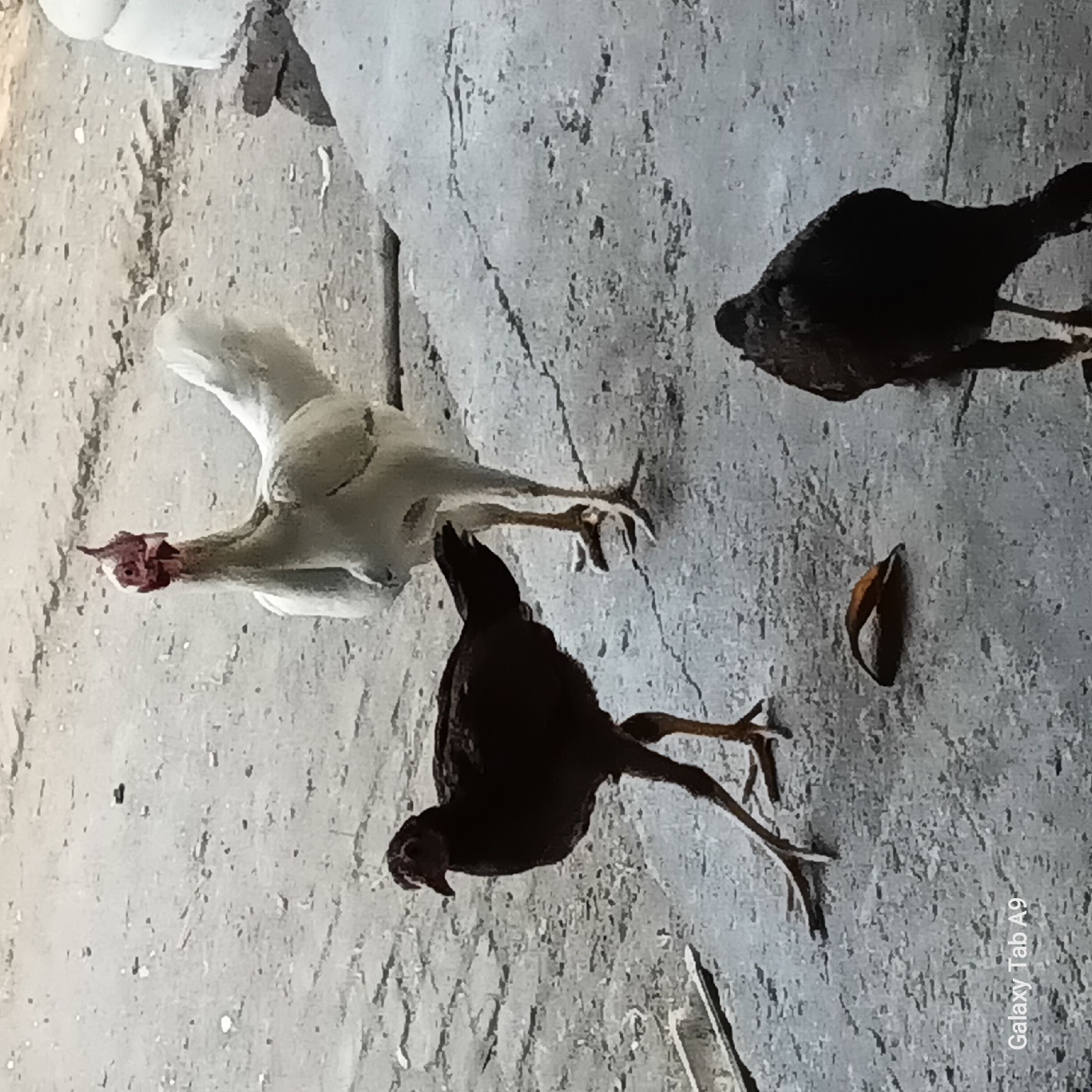 Three chickens are visible on a concrete surface. A white chicken with a red comb and wattles stands in the center background, facing left. To its left, a dark-feathered chicken stands on its legs, facing left. In the foreground, a dark-feathered chicken is seen from the back, facing downwards, likely foraging. A single brown leaf lies on the ground between the dark-feathered chicken on the left and the white chicken. The background consists of a rough, uneven surface, possibly a dirt or gravel area. The image is watermarked with "Galaxy Tab A9" in the bottom left corner. The scene is likely outdoors in an urban or semi-urban setting, possibly in Trenggalek, Indonesia, given the watermark.