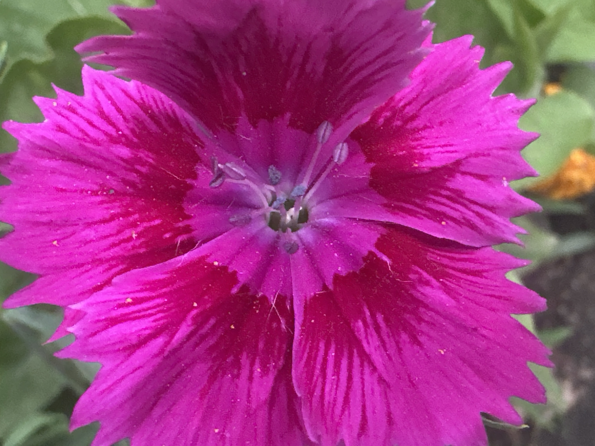 This is a close-up, eye-level, outdoor shot of a vibrant pink Dianthus flower. The flower is in full bloom, with its fringed petals filling the frame. The center of the flower shows delicate stamens and pistils, dusted with what appears to be pollen. The petals have a gradient of color, transitioning from a deeper magenta at the base to a bright pink at the edges, with fine, darker lines running through them. The background is softly blurred, showing green foliage and hints of soil, suggesting a garden setting. There are no people or animals visible in the image. The lighting suggests it is daytime, possibly a sunny day given the brightness of the flower, but without harsh shadows. The location context is Myrza-Ake, Kyrgyzstan. There is no visible text in the image.