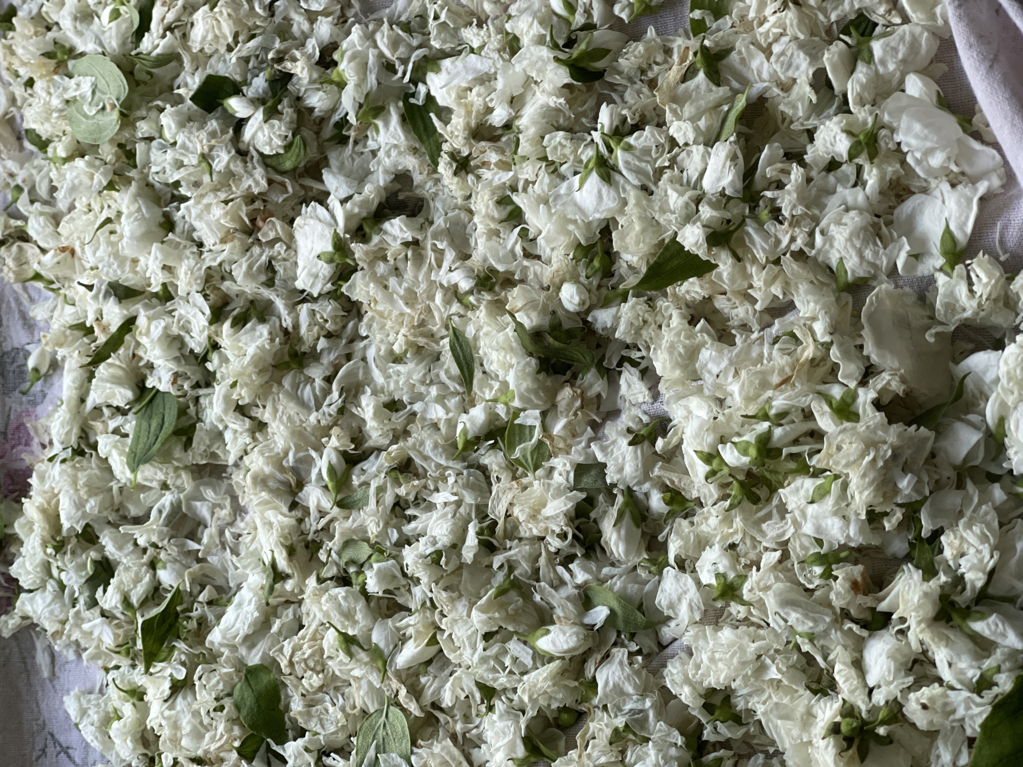 A close-up, overhead shot captures a scattered collection of dried white flower petals and small green leaves. The petals are delicate and crinkled, with some appearing to be the remnants of small white flowers, possibly jasmine or a similar delicate bloom. The green leaves are small and oblong. The overall impression is of petals that have been harvested and are being dried. The background, visible at the top and right edges, appears to be a textured fabric, possibly a tablecloth or drying cloth, with a subtle floral or patterned design visible beneath the petals. There is no indication of any specific location within the city of Заречный, Russia, or any human activity.