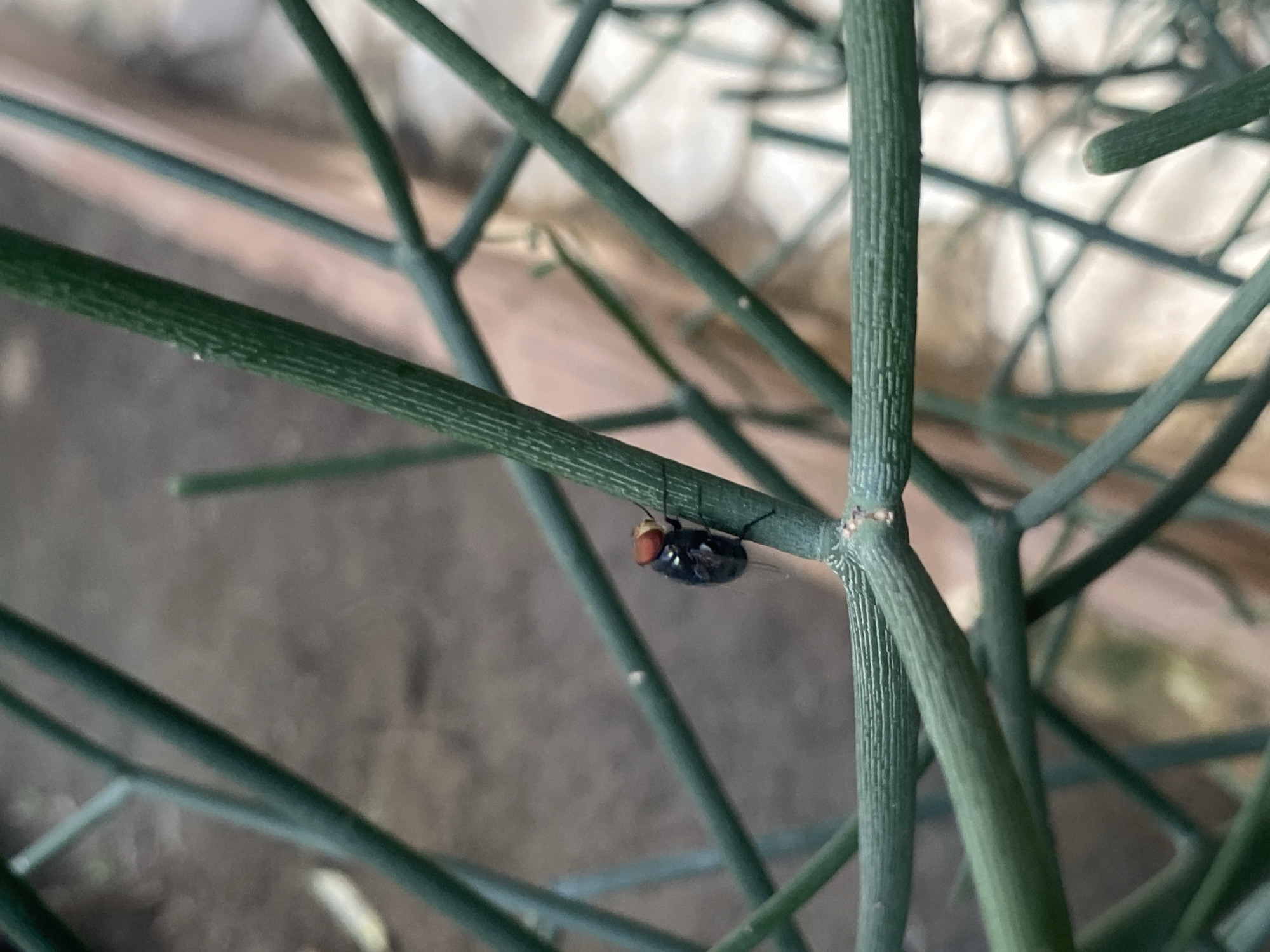 In Barden Yana, Nigeria, a close-up, slightly blurry photograph captures a single fly perched on a green, segmented stem of a plant. The fly is dark with distinct reddish-orange eyes and is positioned on the right side of the frame, clinging to a vertical stem. The background consists of out-of-focus earthy tones, suggesting an outdoor environment. The image is taken at an oblique angle, with multiple green stems crisscrossing the frame, creating a natural, organic composition.