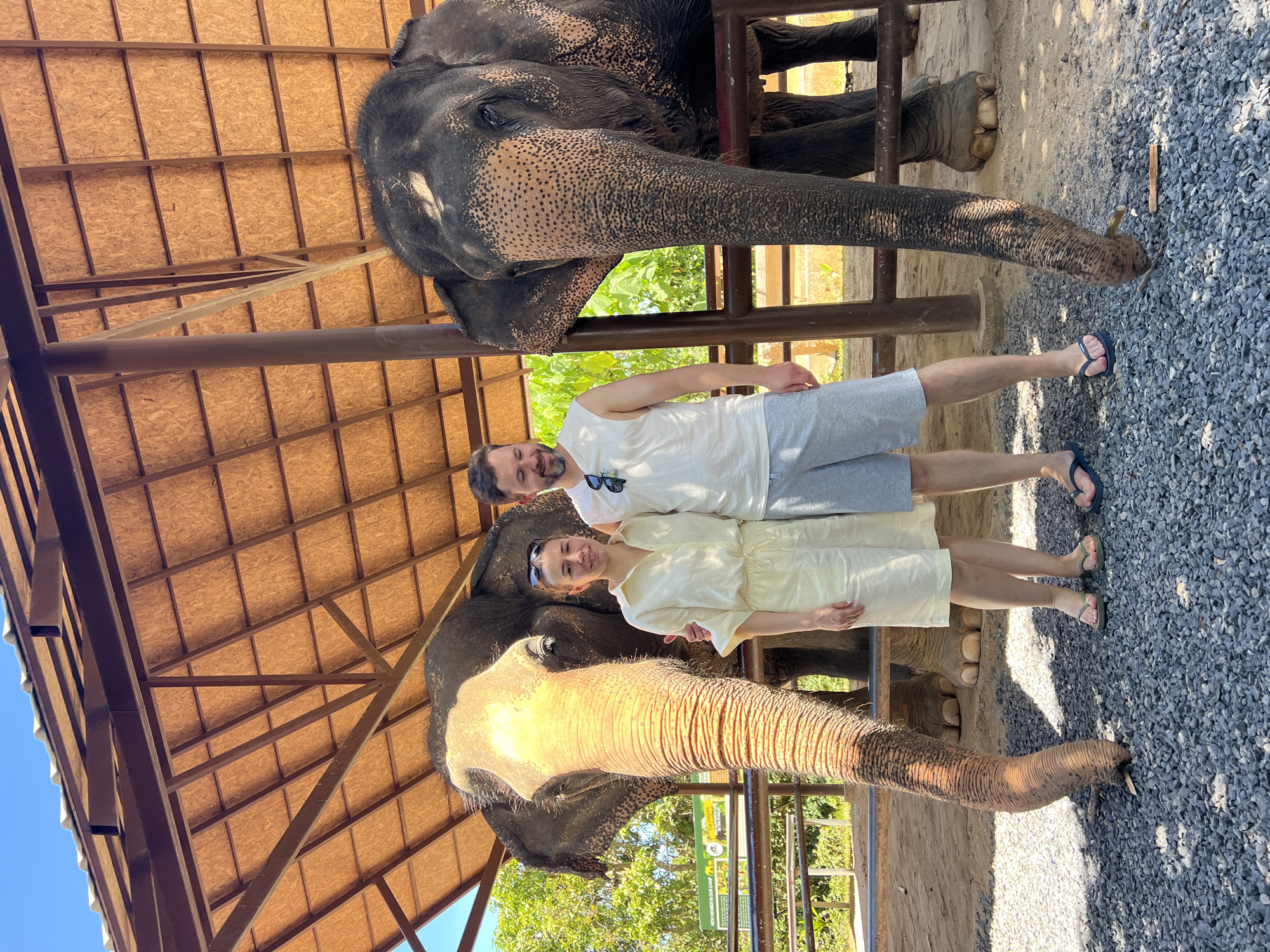 In Baan Thurian, Thailand, a couple stands with their arms around each other in front of two elephants. The man, on the right, wears a white sleeveless shirt and grey shorts, with sunglasses perched on his head. The woman, on the left, is dressed in a light yellow one-piece outfit and flip-flops. She is smiling and has sunglasses on top of her head. Both elephants are large and dark-skinned, with textured skin and prominent ears. The elephant on the left has its trunk lowered towards the ground, where it is touching a small piece of wood. The elephants are situated under a covered structure with a wooden roof and support beams. The ground is covered with gravel, and a fence is visible behind them, with lush green foliage beyond. The sky is clear and blue.