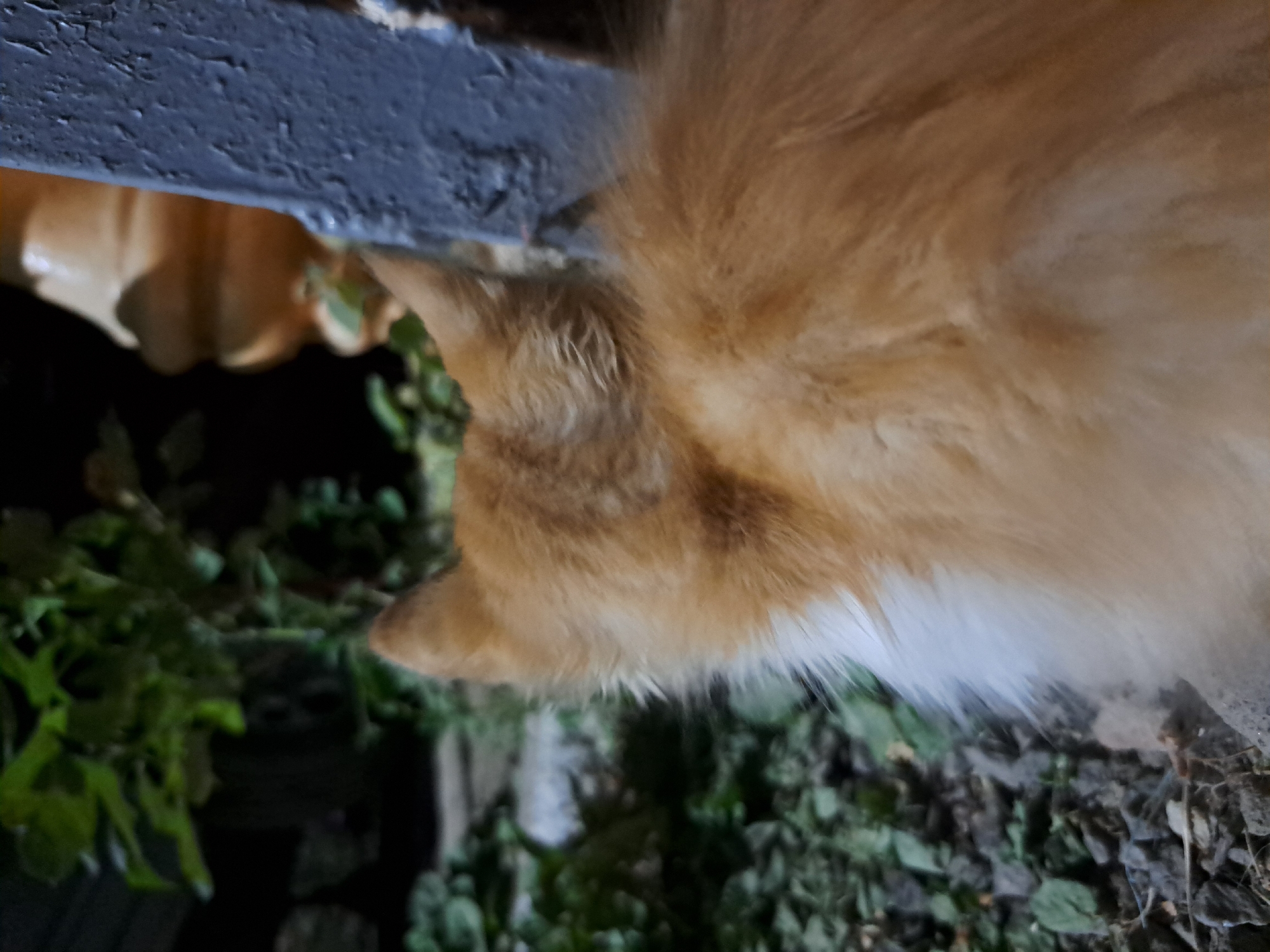 A close-up, rear-facing shot captures the back of an orange and white cat sitting outdoors. The cat's fur is long and fluffy, with distinct orange markings on its head and back, and white fur around its chest. Its ears are perked up and facing forward. The cat is positioned on a surface of small rocks and dirt, with some green foliage and leaves scattered around. In the background, out of focus, a blurry yellow object with a ribbed texture and a dark, weathered blue post are visible. The lighting suggests it is either dusk or nighttime, with artificial light casting shadows. The scene appears to be in a residential outdoor area. Based on the provided location of Vypasne, Ukraine, this setting could be a backyard, garden, or alleyway. There are no people present in the image.