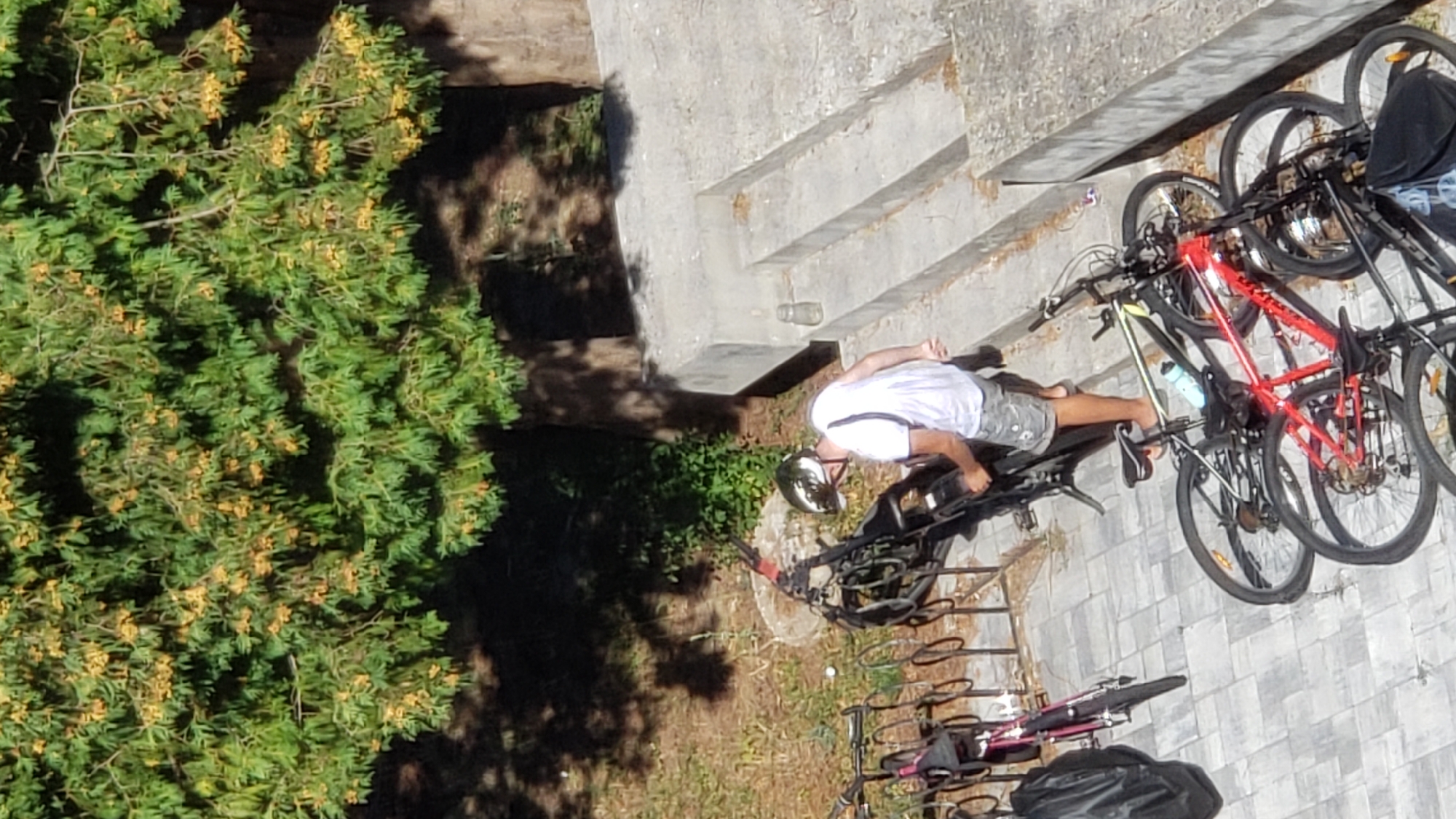 A person wearing a white t-shirt, camouflage shorts, and a silver helmet is standing next to a bicycle. The person is leaning over the bicycle, appearing to adjust or interact with it. The bicycle is black and has a frame bag. Behind the person and the bicycle, there are several other bicycles parked in a rack. To the right of the bicycles, there is a concrete structure with stairs. In the background, there is a tree with green foliage and some yellow flowers. The ground is paved with light-colored tiles. The scene appears to be an outdoor public space.