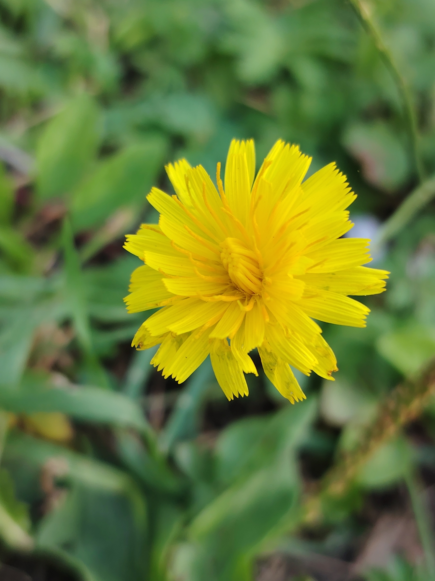 A close-up, overhead shot focuses on a bright yellow flower with thin, elongated petals. The flower's center is tightly packed with stamens, also yellow. The background consists of blurred green foliage, suggesting an outdoor setting. The image does not depict any elements identifiable as being within the city of Хоругвино, Russia, or any specific urban environment.