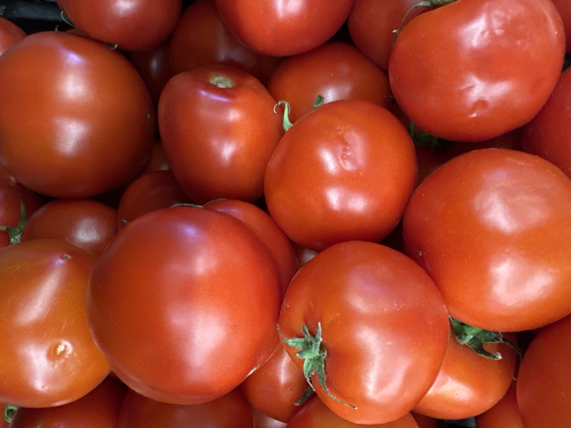 A close-up, overhead shot shows a pile of ripe, red tomatoes. The tomatoes are round and smooth, with slight variations in their shape and size. Some tomatoes have visible stems and green leaves, indicating they are fresh and recently harvested. The lighting is bright, creating reflections on the smooth surfaces of the tomatoes. The overall impression is one of abundance and freshness. The image does not provide any specific location details within Chaikovsky, Russia, or any indication of people, actions, or interactions.