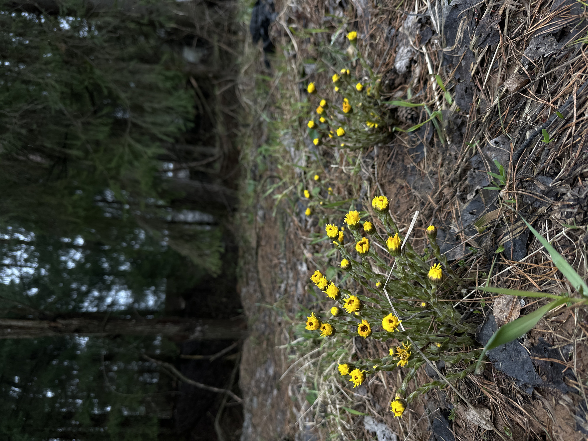 The image depicts a ground-level view of a forest edge, likely in the vicinity of Прикамский, Russia, based on the prompt. The foreground is dominated by patches of bright yellow flowers, possibly coltsfoot, growing amidst dry pine needles, small twigs, and dark, charred material that could be burnt wood or charcoal. The background reveals a dense, dark forest with tall trees, partially obscured by shadows. The composition suggests the scene is a transition zone between a more open area and a densely wooded section.