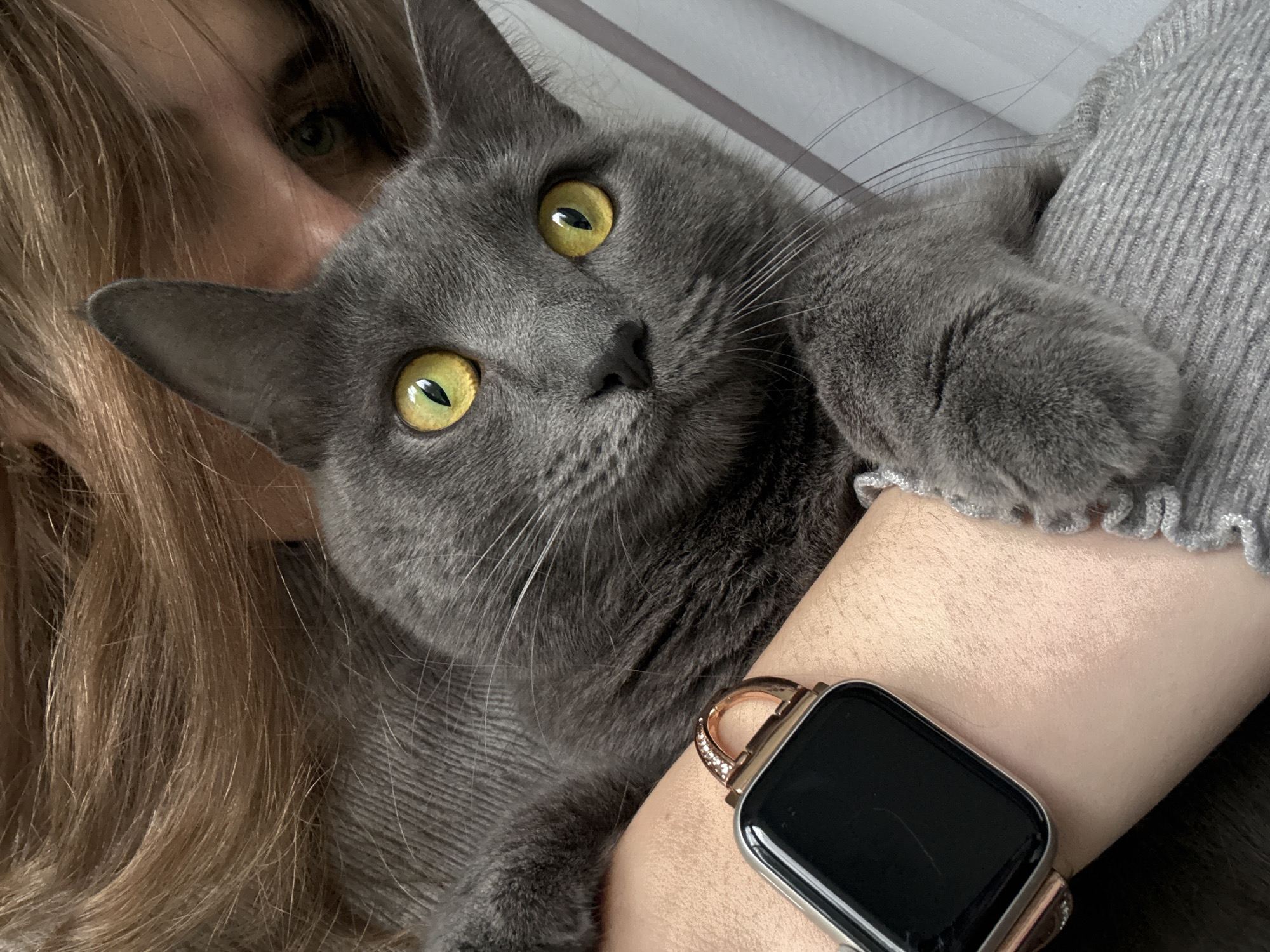 A close-up shot shows a gray cat with yellow eyes being held. Part of a person's face and blonde hair are visible to the left of the cat. The person is wearing a gray sweater. On the person's wrist is a smart watch with a black screen and a silver and rose gold band decorated with rhinestones. The background is indistinct but appears to be a white or light-colored surface. There is no indication in the picture that this was taken in the city of Прикамский, Russia.