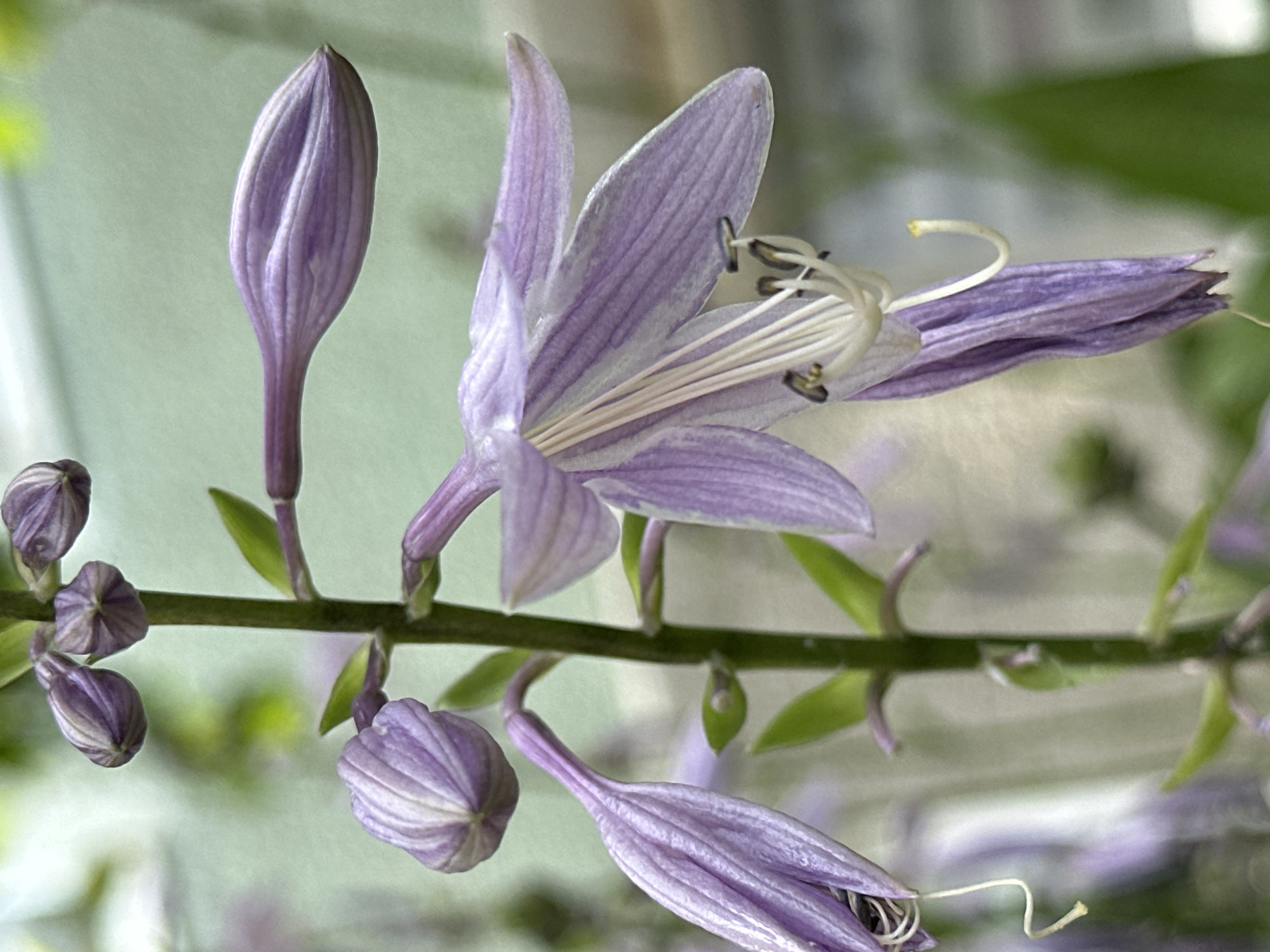 The image shows a close-up view of a flowering plant with delicate purple, bell-shaped flowers and buds on a green stem. The flowers have visible stamens and pistils. The background is softly blurred, with hints of green foliage and a light, possibly outdoor, environment. The scene depicts nature and plant life, likely in a garden or park setting. There is no indication of any specific location within Yessentuki, Russia.