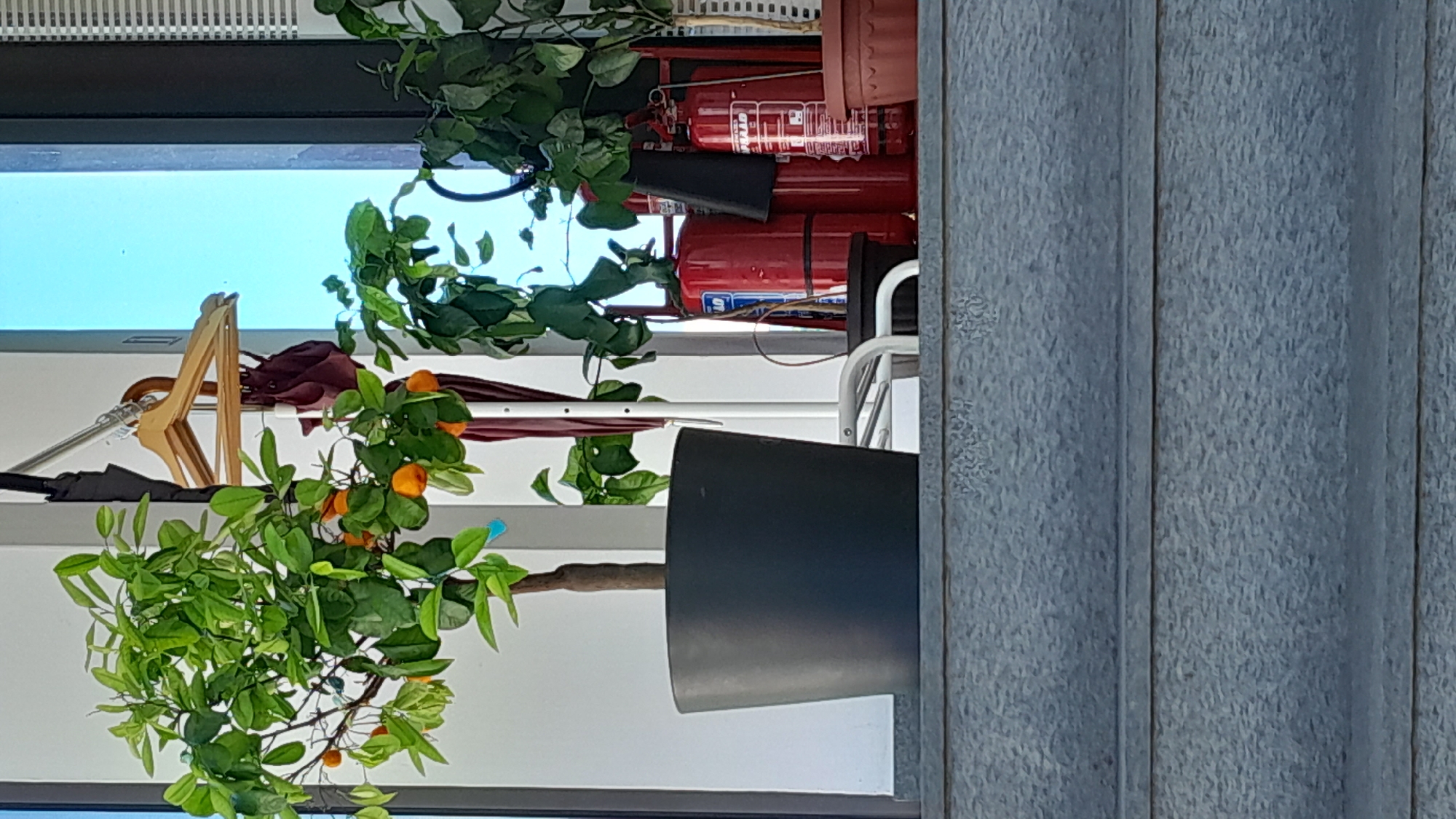 An outdoor scene features a potted orange tree with small oranges and green leaves in a large dark pot. Behind it, a coat rack holds a wooden hanger and a dark umbrella. Two red fire extinguishers stand next to a green plant. The scene appears to be in Leshnitsa, Bulgaria. The image is taken from a low angle, looking up at the objects.