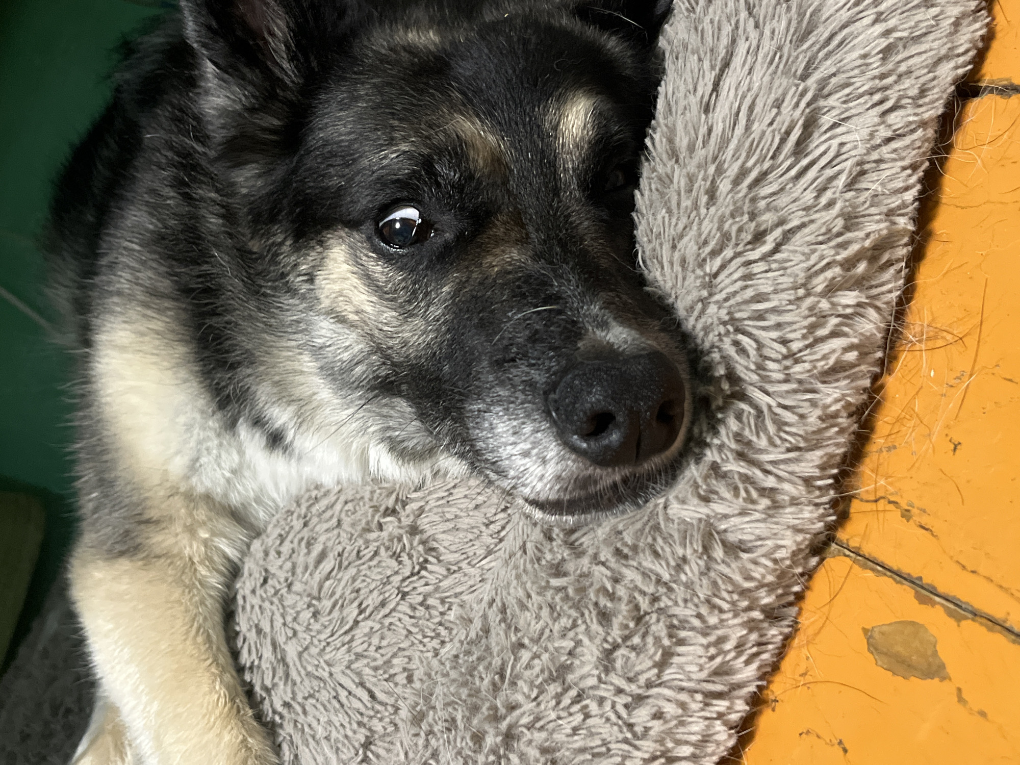 A close-up shot shows a German Shepherd dog resting on a gray, fluffy pet bed, which is placed on a worn, orange wooden surface. The dog's face is prominently featured, with its head resting on the bed. The dog has a mixture of black, gray, and tan fur, with a dark nose and one alert brown eye visible. The background is blurred, showing a dark green surface. There is no information available to determine the location of this image in Nizhny Tagil, Russia.