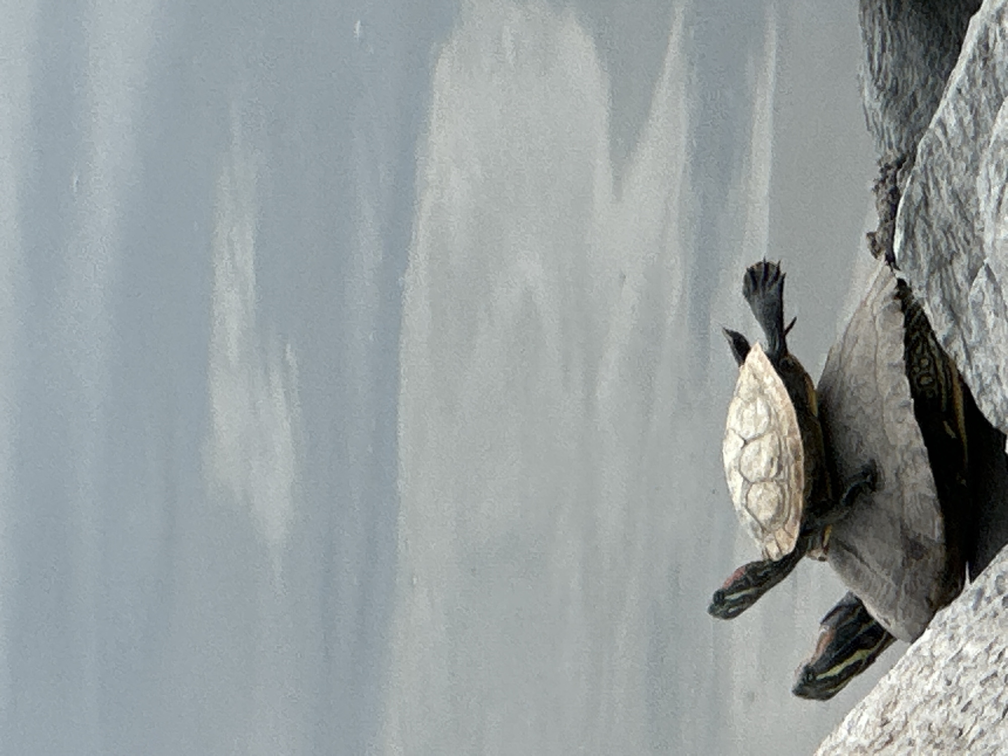 In Krasnodar, Russia, two turtles are stacked on top of each other on rocks near a body of water. The bottom turtle is larger and appears to be supporting the smaller turtle. Both turtles have visible legs and heads, with the top turtle's head extended upwards. The water in the background is calm with subtle cloud reflections on its surface. The overall lighting suggests an overcast or cloudy day.