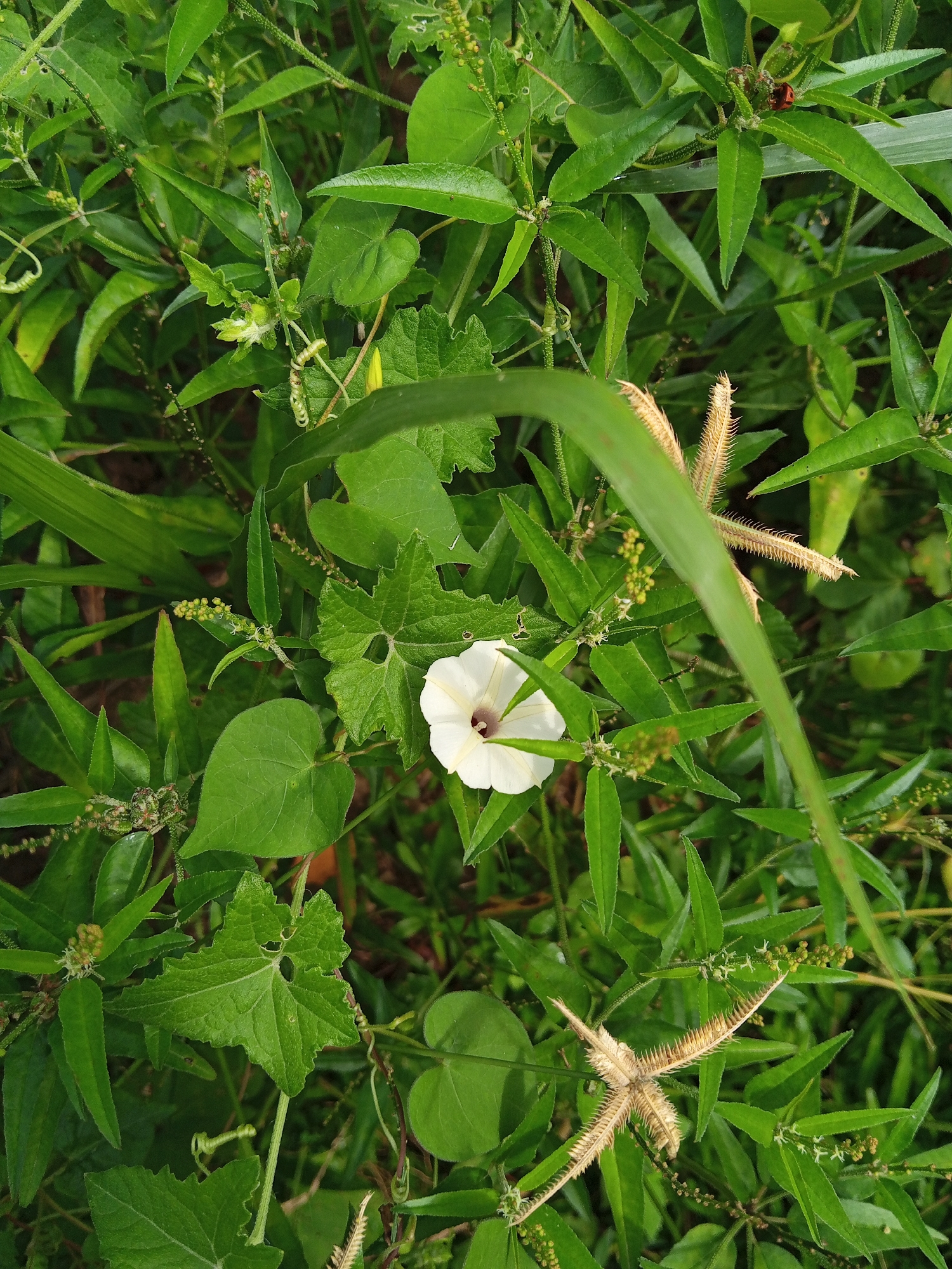 The image depicts a patch of vegetation in Payadua, Indonesia. A white, funnel-shaped flower is visible amidst a variety of green foliage. Different types of leaves are discernible, including heart-shaped leaves and those with serrated edges. Some dead grass seed heads are also present. The scene appears to be a close-up view of ground-level vegetation.