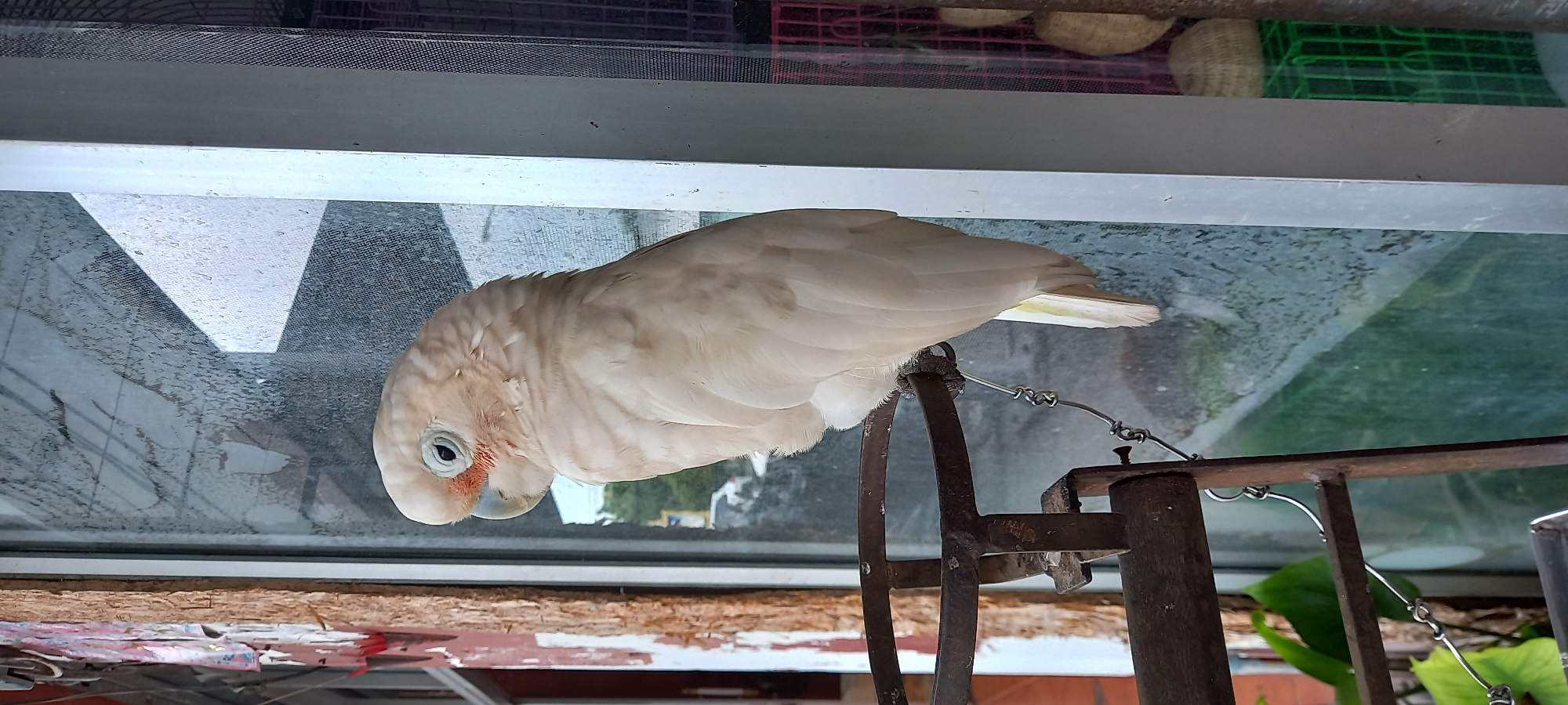 A salmon-crested cockatoo perches on a metal stand near a window in ตำบลเกาะพะงัน, Thailand. The bird is primarily white with salmon-colored markings around its eyes and on its crest. The window has some condensation or watermarks on the glass. The stand is constructed of dark metal and features a curved design. A portion of the bird's cage and several light brown, round objects are visible above the window. The scene appears to be indoors, likely within a residence or pet shop.
