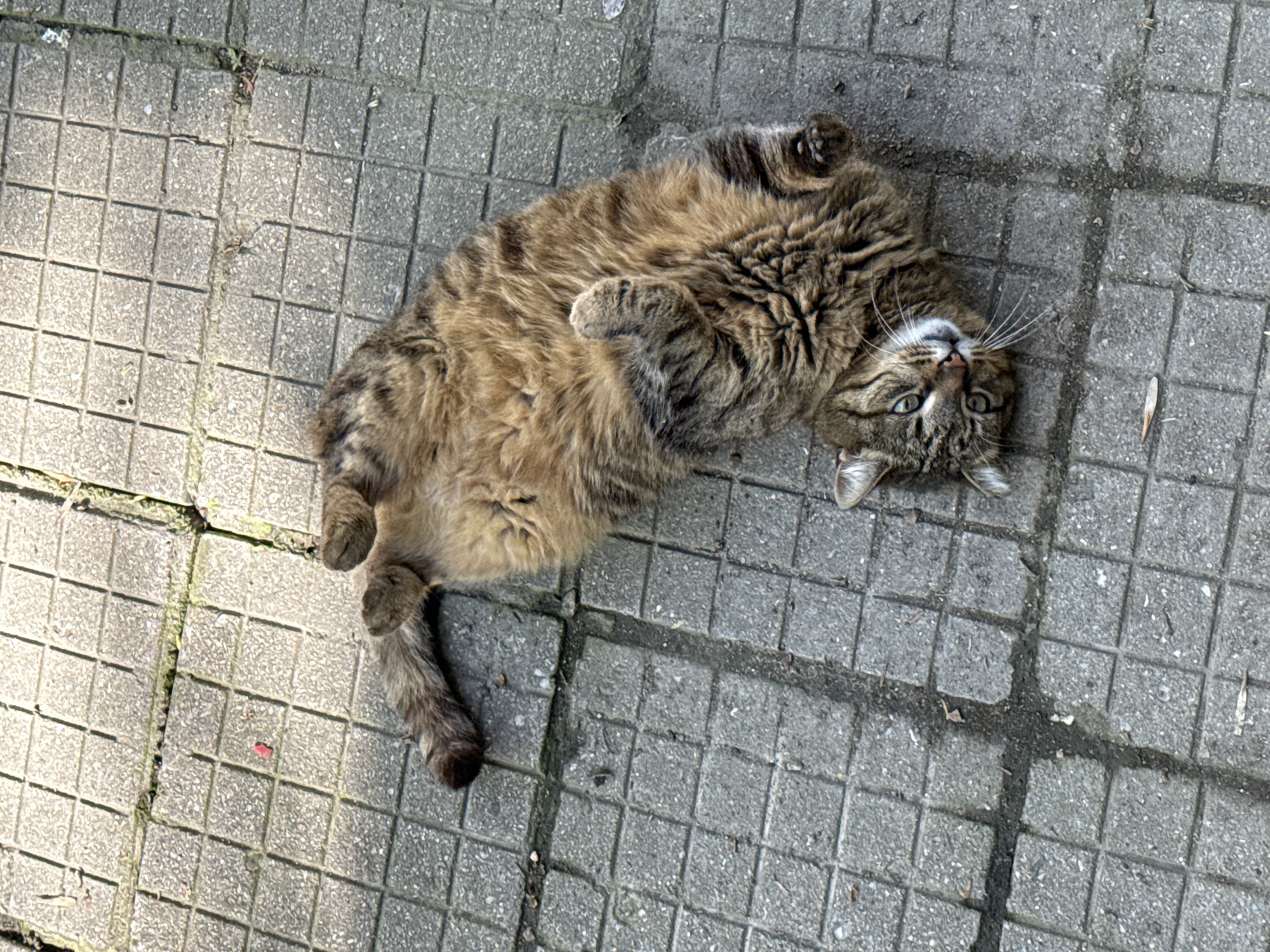 A brown and black tabby cat is the central subject, captured from an overhead perspective, lying on its back on a grey paved surface. The cat's fur is a mix of warm browns, dark stripes, and a lighter, cream-colored belly. Its front paws are curled towards its chest, and its hind legs are also relaxed. The cat's head is slightly tilted, revealing its open green or yellowish eyes and prominent white whiskers, giving it a relaxed and inquisitive expression.
The cat is resting on an outdoor pavement made of square, light grey concrete tiles. The grout lines between the tiles are dark and appear to contain some dirt, small pieces of debris, and possibly dry plant matter or moss, suggesting a worn, public pathway. Shadows are visible across the tiled surface, indicating that it is daytime. The overall impression is of a comfortable and relaxed animal enjoying its surroundings. No visible text is present in the image. The context for the location is Plovdiv, Bulgaria.