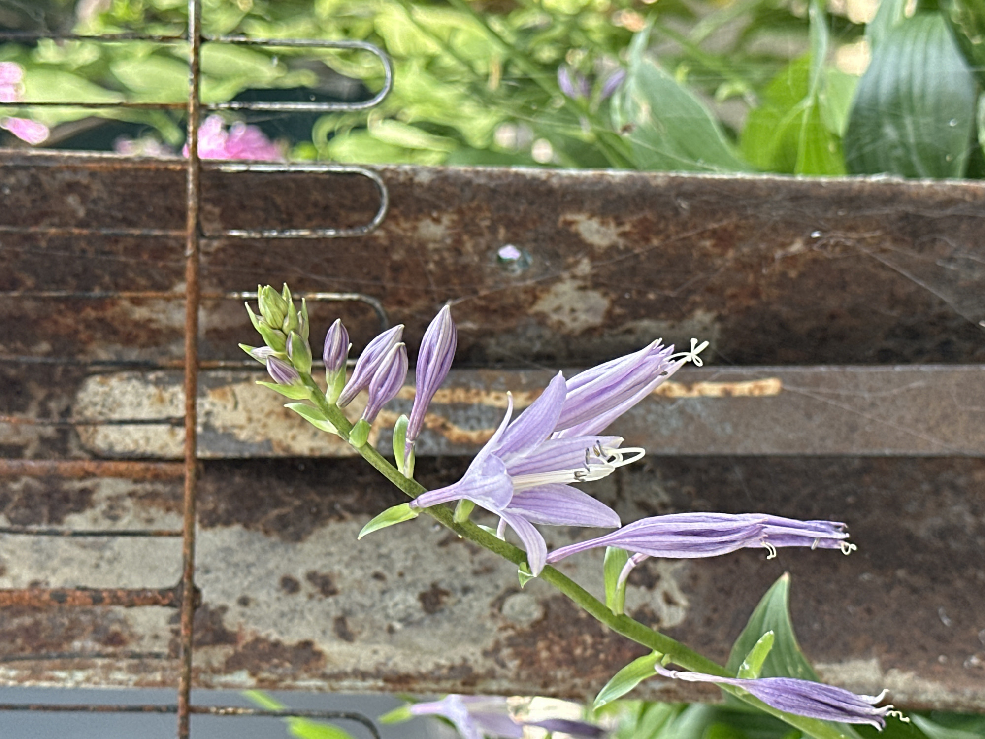A close-up, vertical shot showcases a stalk of purple hosta flowers and buds against a backdrop of weathered, rusty metal bars and lush green foliage. The flowers, with their delicate, trumpet-like shapes and striped petals, are the primary subject, some fully bloomed and others still closed in bud form. The rusty metal, appearing to be part of a fence or gate, is textured with varying shades of brown and orange, indicating age and exposure to the elements. Behind the metal, a vibrant green blur of leaves and hints of pink flowers suggest a garden or natural setting. The lighting is soft, creating a gentle focus on the hosta blooms and adding depth to the scene. There are no people or animals visible in the image. The scene is outdoors. There is no information to confirm this image was taken in Yessentuki, Russia.