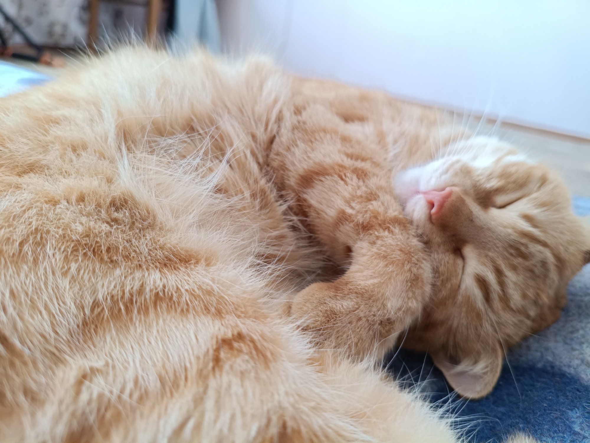 An orange tabby cat sleeps curled up on a blue and white patterned blanket. The cat is facing to the right of the frame with its face obscured by its paws. Its fur is a mix of light orange and white, with darker orange tabby markings visible on its body. The background is out of focus, showing a light-colored wall and a wooden floor. There is no indication of the location in Tiraspol City Council, Moldova.