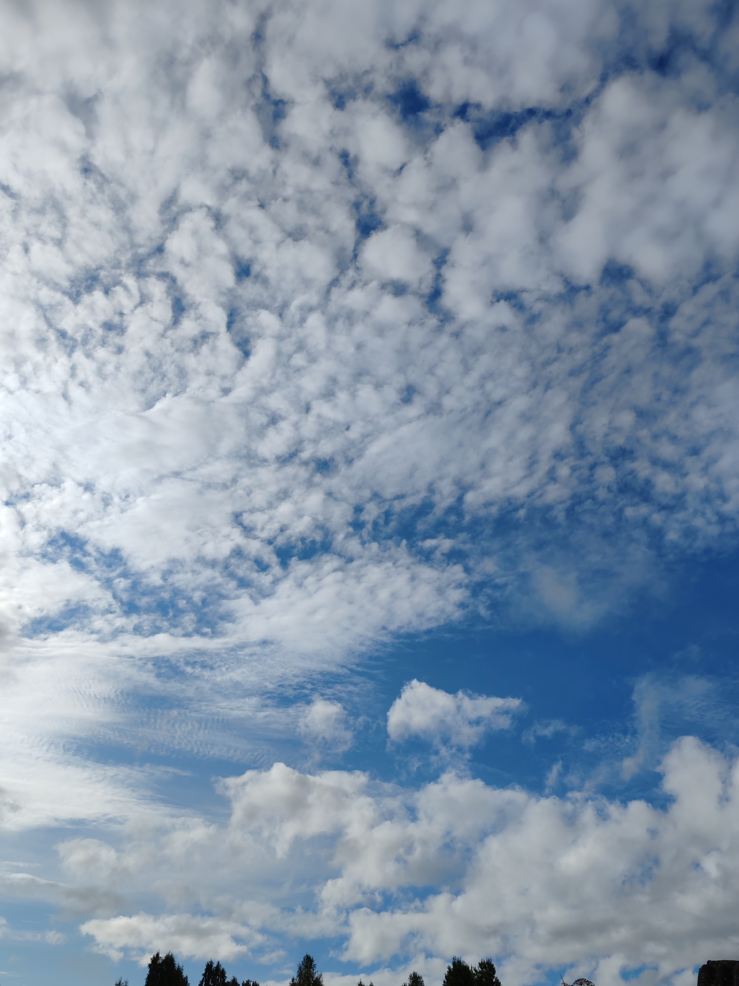 This is an outdoor, low-angle photograph of a bright blue sky filled with a varied pattern of white, puffy clouds. The clouds are dispersed across the frame, with some appearing as scattered, wispy formations and others as larger, more defined clumps. The sun appears to be to the left of the frame, casting a bright light that illuminates the clouds. At the very bottom of the image, the dark silhouettes of treetops are visible against the sky, suggesting a natural landscape. The scene is devoid of any people or man-made structures, with the focus solely on the atmospheric conditions. The location is the city of Chulym, Russia.
