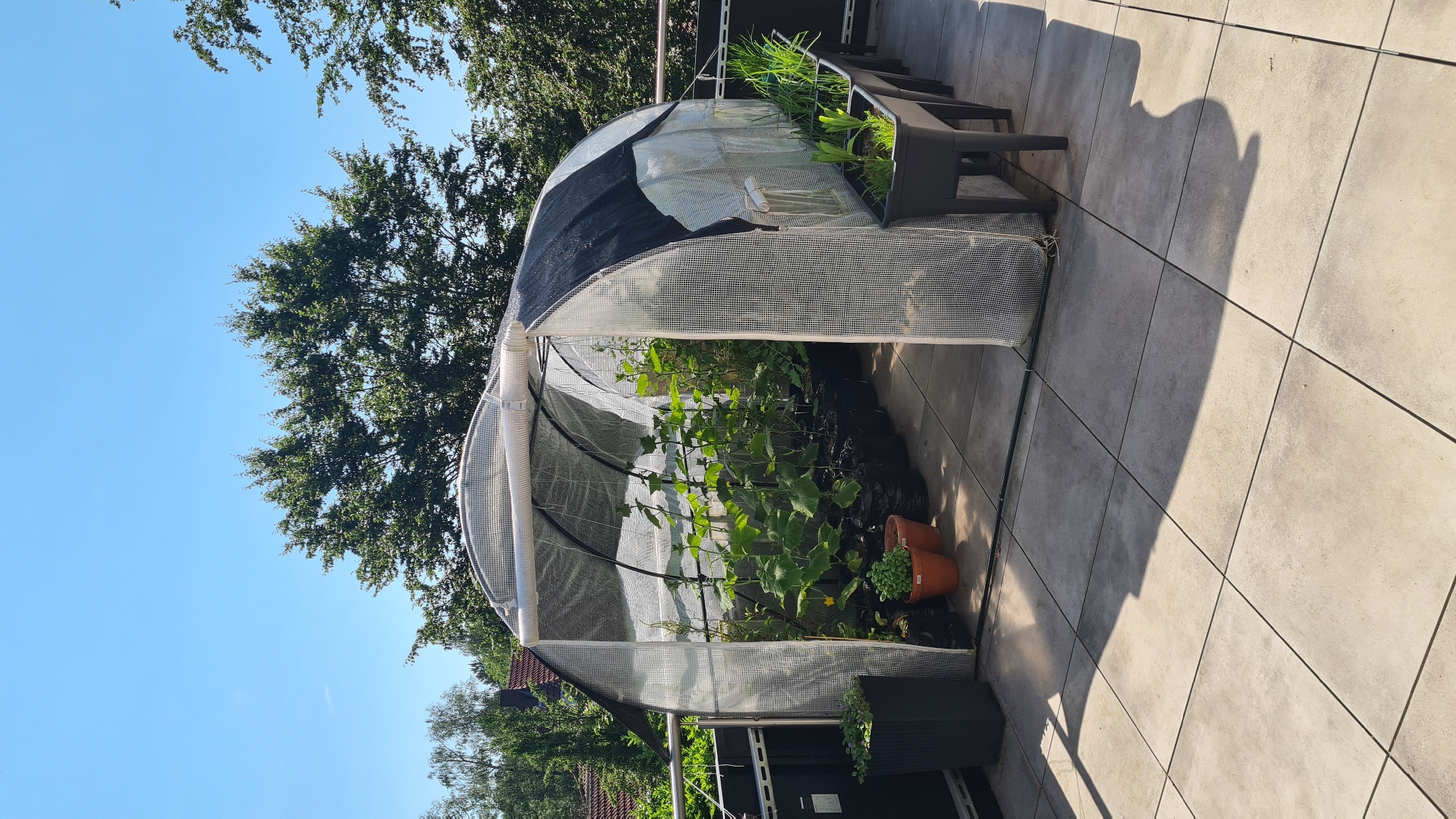 The image shows an outdoor patio with a portable greenhouse. The patio is paved with square tiles and a railing runs along the edge. Inside the greenhouse, various plants are growing in black grow bags and pots. Some of the plants appear to be cucumbers, with their vines climbing upwards. There are also some smaller plants in terracotta pots and a planter box with green leafy vegetables, possibly chives or scallions, in the foreground. The greenhouse has a clear plastic cover and an open entrance. In the background, trees and houses are visible, suggesting an urban or suburban setting. The sky is clear and blue, indicating a sunny day.