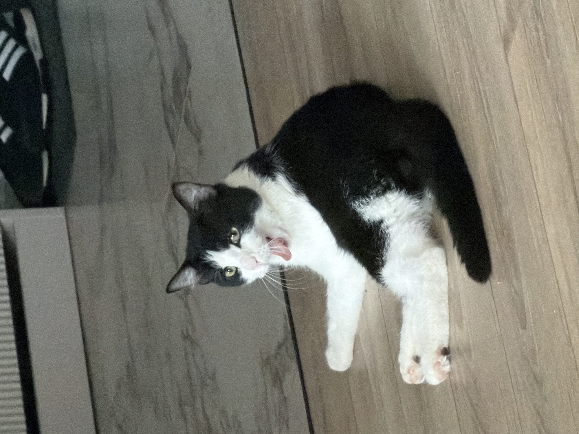 A black and white cat lies on its side on a light-colored wooden or laminate floor in an indoor setting. The cat, appearing to be a tuxedo cat, has prominent white fur on its chest, belly, legs, and face, contrasting with its black fur on its back, head, and tail. Its head is turned towards the viewer, with bright, light green eyes looking directly at the camera. Its mouth is slightly open, and its pink tongue is extended. White whiskers fan out from its muzzle.
The cat's right front leg is extended forward, and its white paws are visible, showing pink toe pads on the hind paw. The flooring consists of planks, giving it a natural wood grain appearance. In the upper left background, part of a dark object with white diagonal stripes, possibly a bag or piece of furniture, is visible. The scene is well-lit, likely by ambient indoor light, and there is no visible text. The image captures a candid moment, possibly a yawn or a playful gesture from the cat.