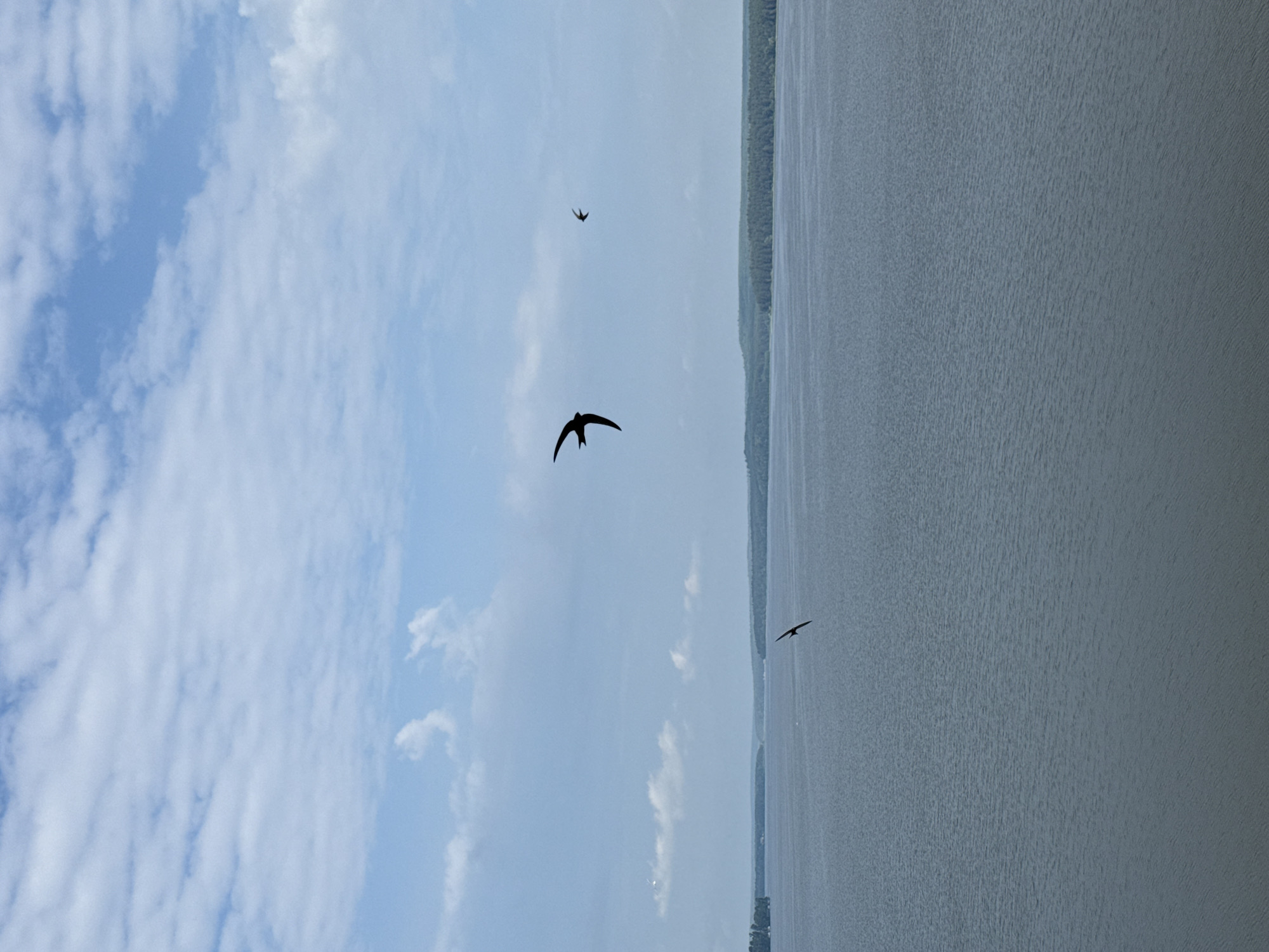 A wide shot captures a tranquil lake under a cloudy sky. The water is calm, with a faint ripple on its surface, reflecting the muted tones of the sky. In the distance, a treeline forms a dark, continuous band along the horizon, separating the water from the sky. Several dark silhouettes of birds are visible in flight, scattered across the frame. One bird is prominently in the center, its wings spread in mid-flight, while two others are smaller and further away. The scene is serene and natural, evoking a sense of open space and the freedom of flight.