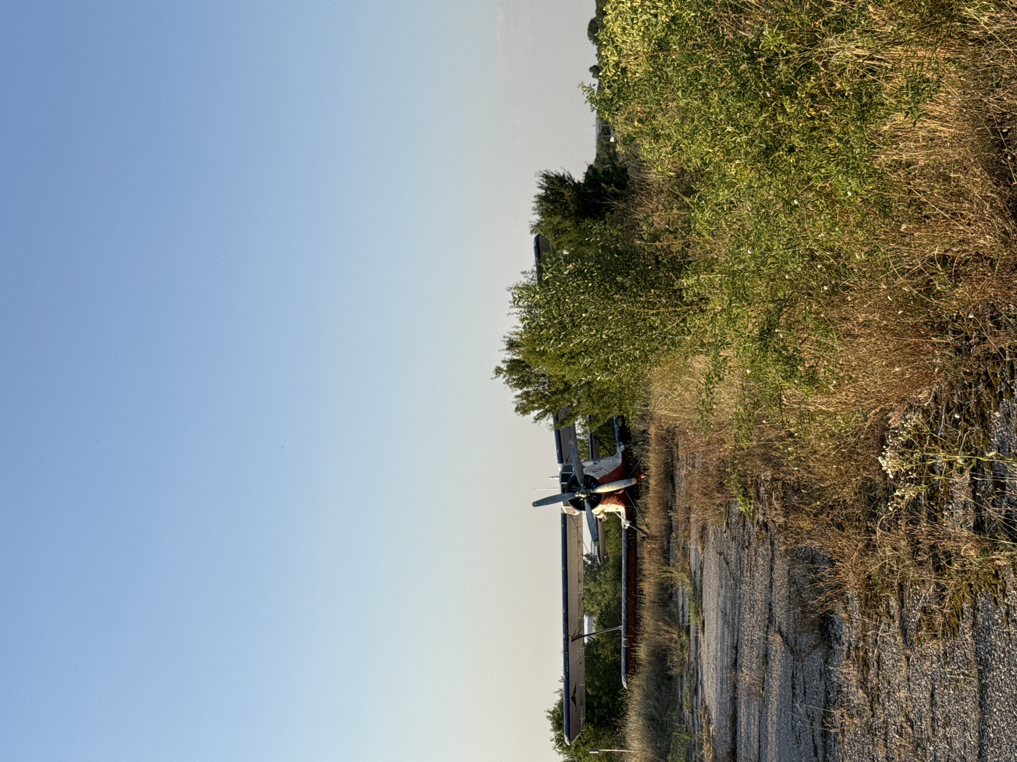 An abandoned biplane with red and white markings is parked on a cracked asphalt surface overgrown with dry grass and weeds. The airplane's propellers are visible, and its wings extend horizontally. Behind the plane, lush green trees and bushes form a dense backdrop under a clear blue sky. The scene appears to be a desolate, outdoor location. No people or animals are present. The overall impression is one of neglect and stillness. The location is identified as Vladinia, Bulgaria.