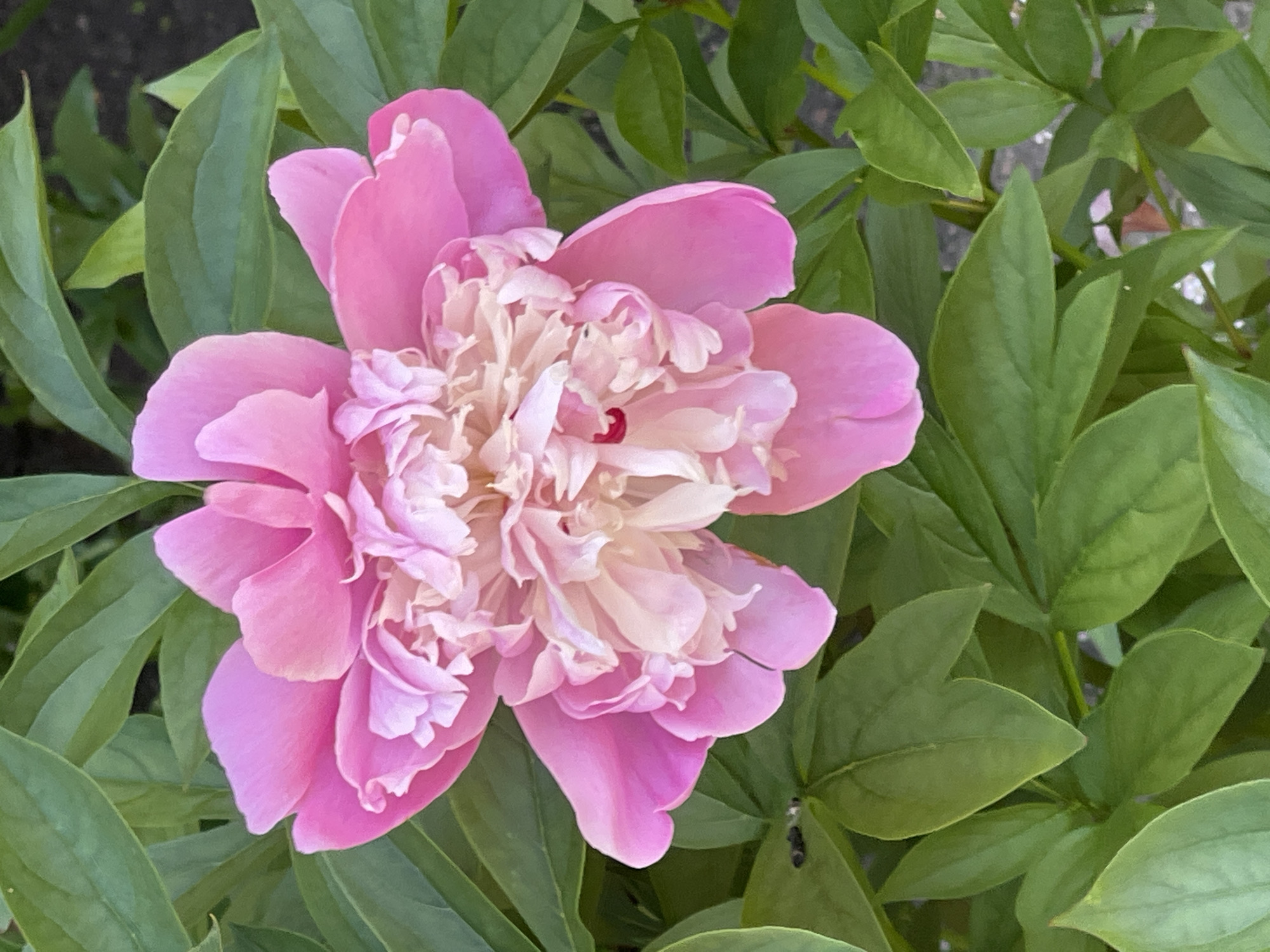 A close-up shot showcases a vibrant pink peony flower in full bloom, surrounded by lush green foliage. The peony has multiple layers of delicate petals, with the outer petals a soft pink and the inner petals a lighter, creamy hue. At the very center of the flower, a small, deep red stamen is visible. The leaves of the peony plant are large, broad, and a rich green, creating a natural backdrop for the prominent flower. Some of the leaves have subtle veins, adding texture to the scene. In the lower right corner of the image, two small, dark insects are perched on a leaf. The overall impression is one of natural beauty and the peak of a flower's bloom, suggesting a pleasant, temperate environment. The lighting appears to be natural daylight, casting soft shadows and highlighting the textures of the petals and leaves. The setting is likely a garden or natural outdoor space. No text is visible in the image.