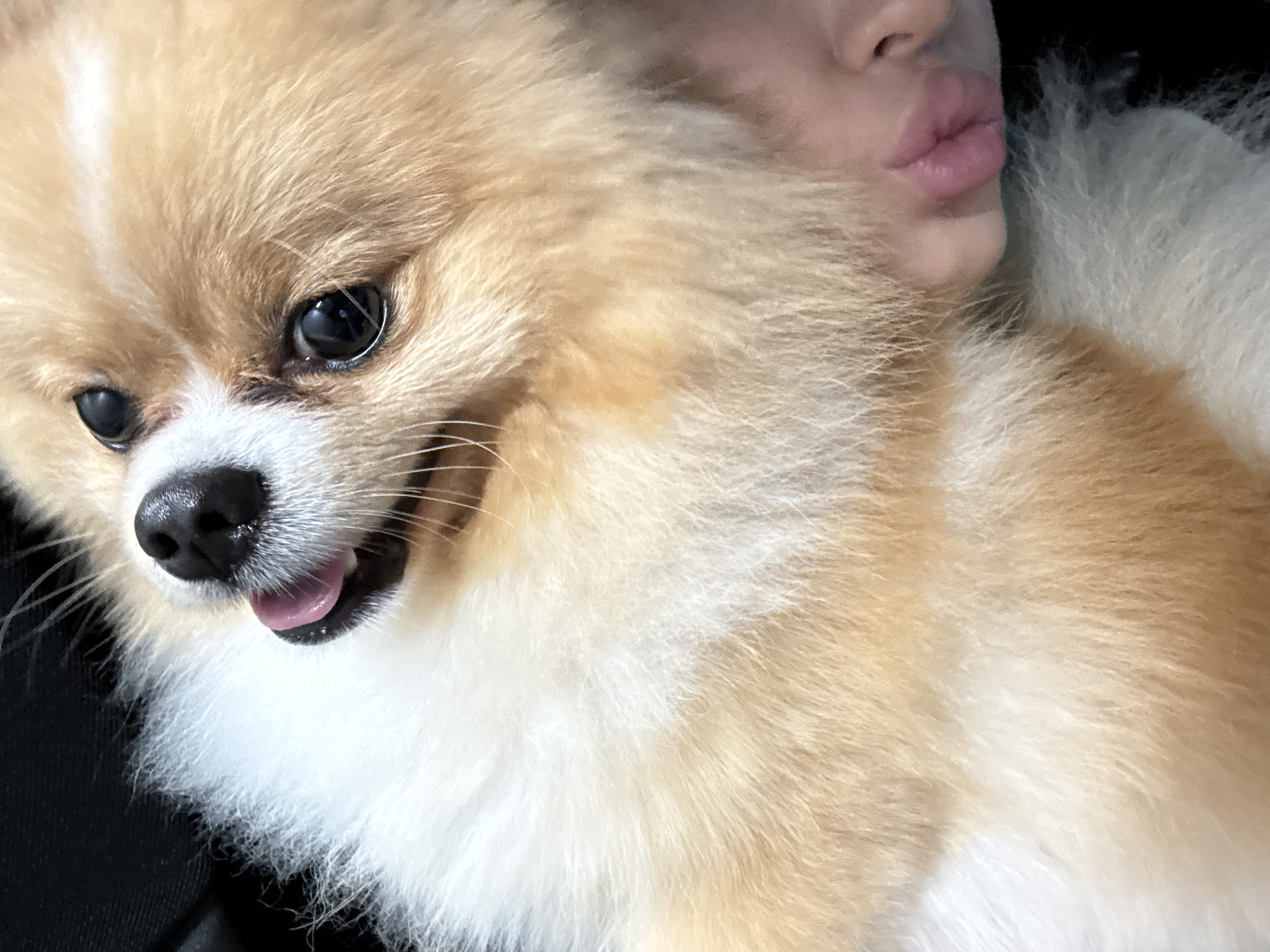 A close-up, eye-level shot captures a small, fluffy Pomeranian dog with tan and white fur. The dog's eyes are dark and glossy, and its mouth is slightly open, revealing a pink tongue. To the right of the dog is a human face showing the nose and pursed lips. The photo appears to be taken indoors. The location in Pazardzhik, Bulgaria is unknown.