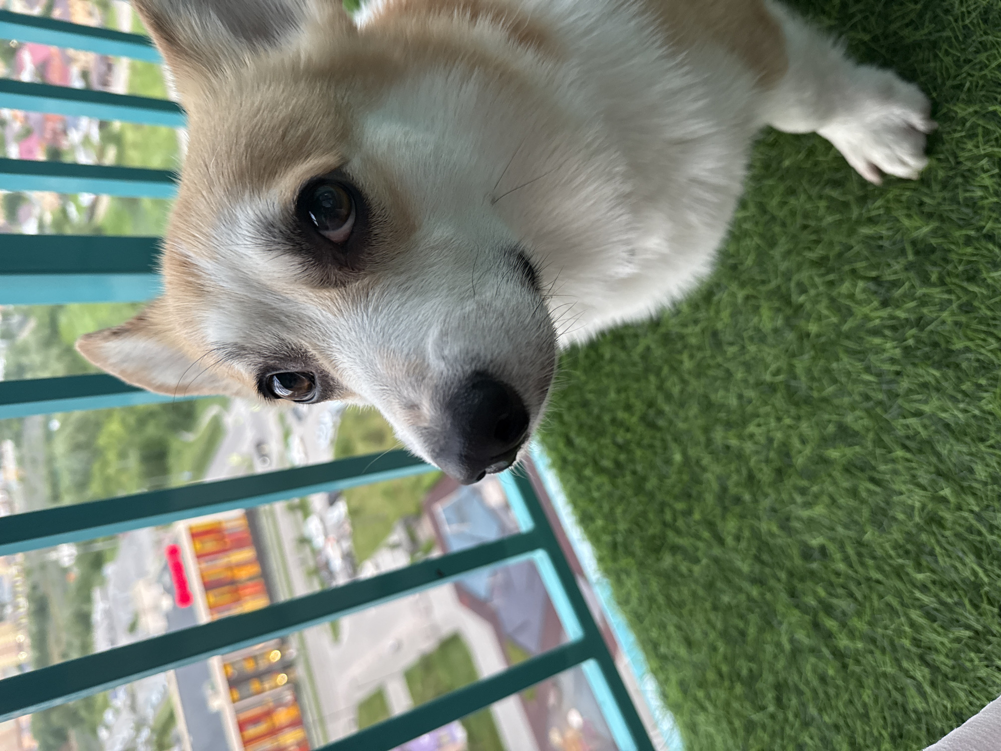 A close-up shot features a Pembroke Welsh Corgi on a balcony, looking towards the camera. The dog has white and tan fur and large, dark eyes. The balcony is covered in artificial green turf and has a teal railing. Beyond the railing, a city skyline is visible, with buildings and trees in the background. The scene appears to be in the city of Perm, Russia.