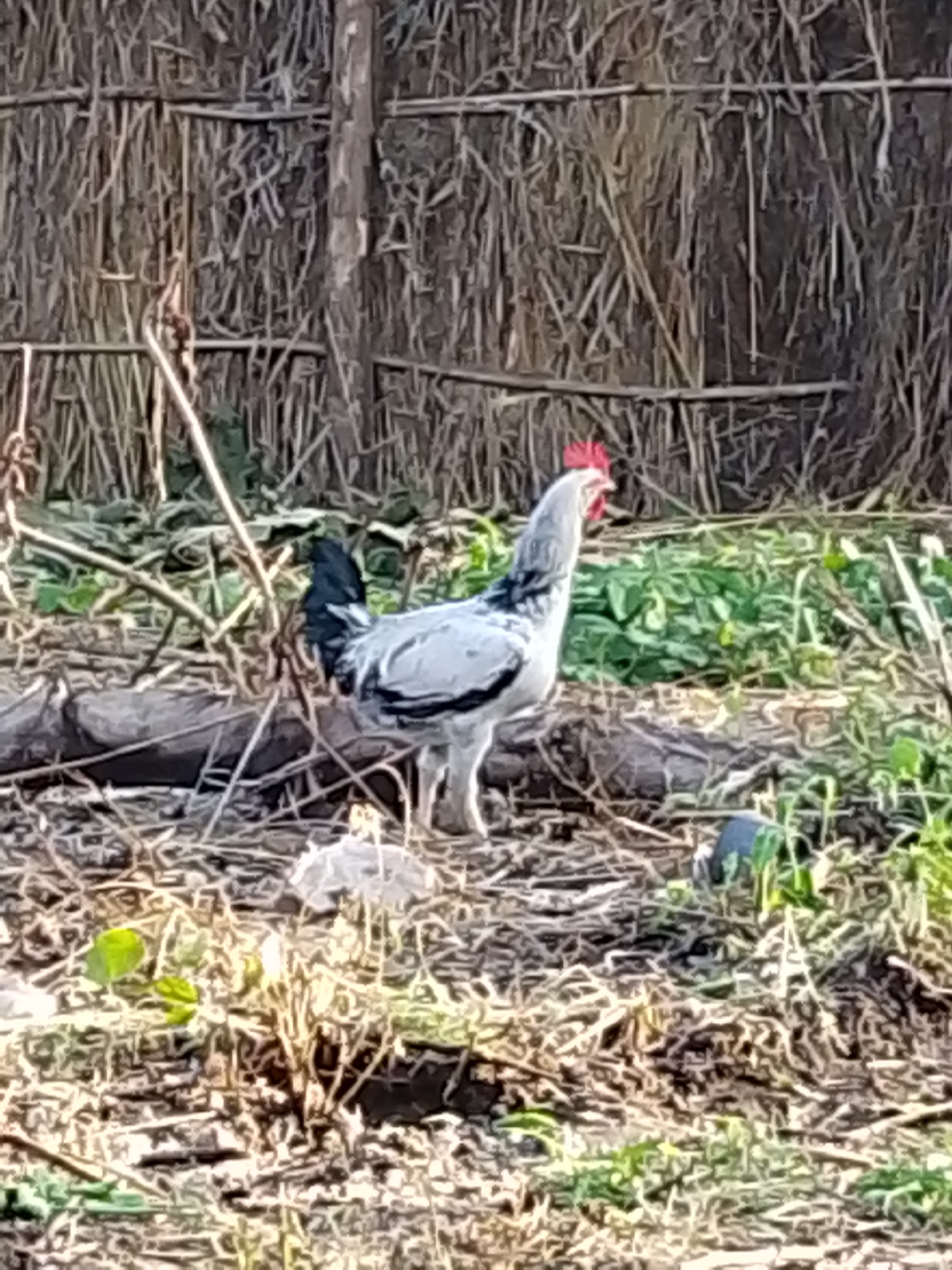 A grey and white rooster with a red comb stands in dry grass and foliage in front of a woven brown fence. The rooster faces left, with its head turned to the right. Green plants are visible in the background, and the ground is covered in dry leaves and twigs. A fallen log is present in the foreground. The image appears to be taken outdoors in an environment that could be consistent with the outskirts of Kajola, Nigeria, given the natural elements and rustic fencing.